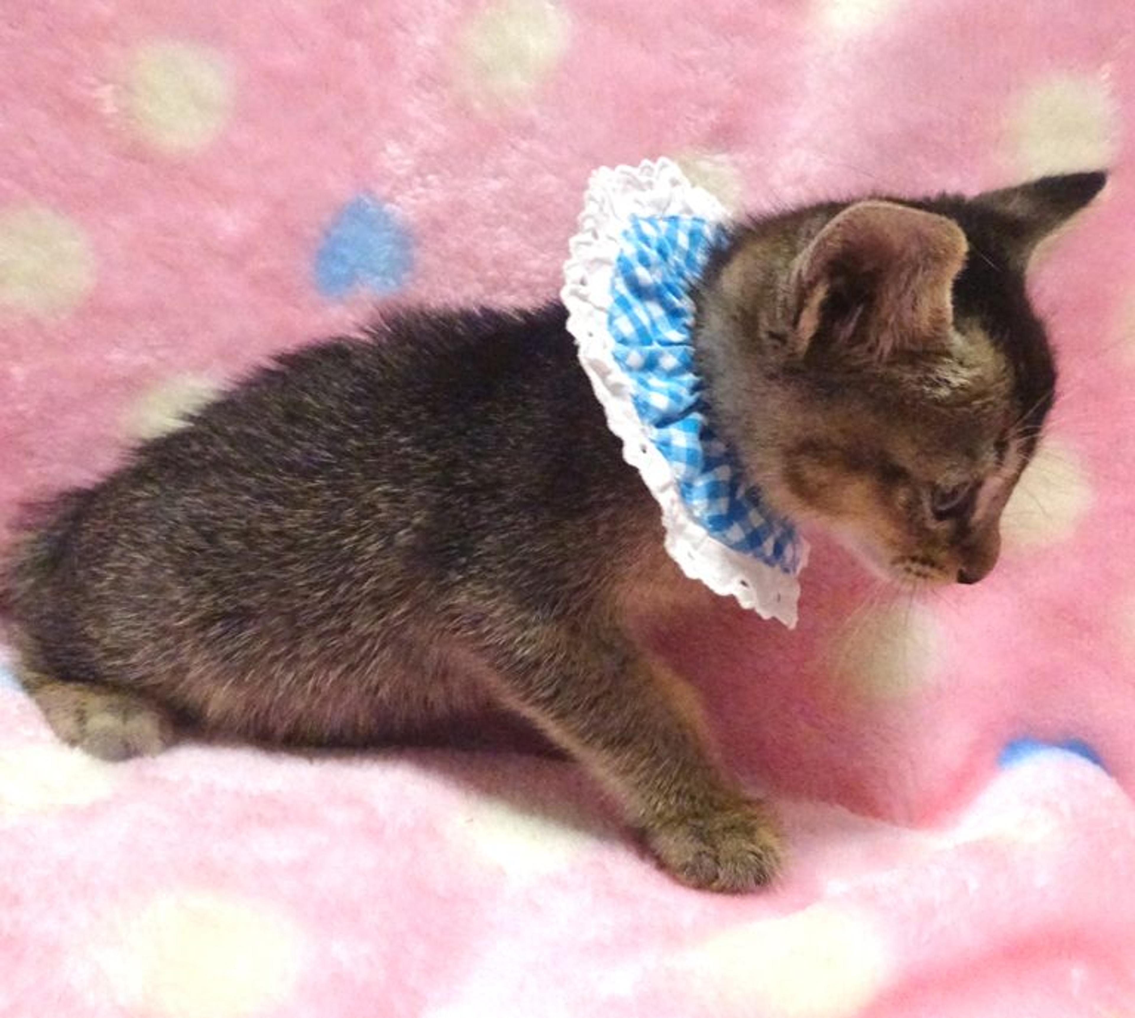 pet-image-3