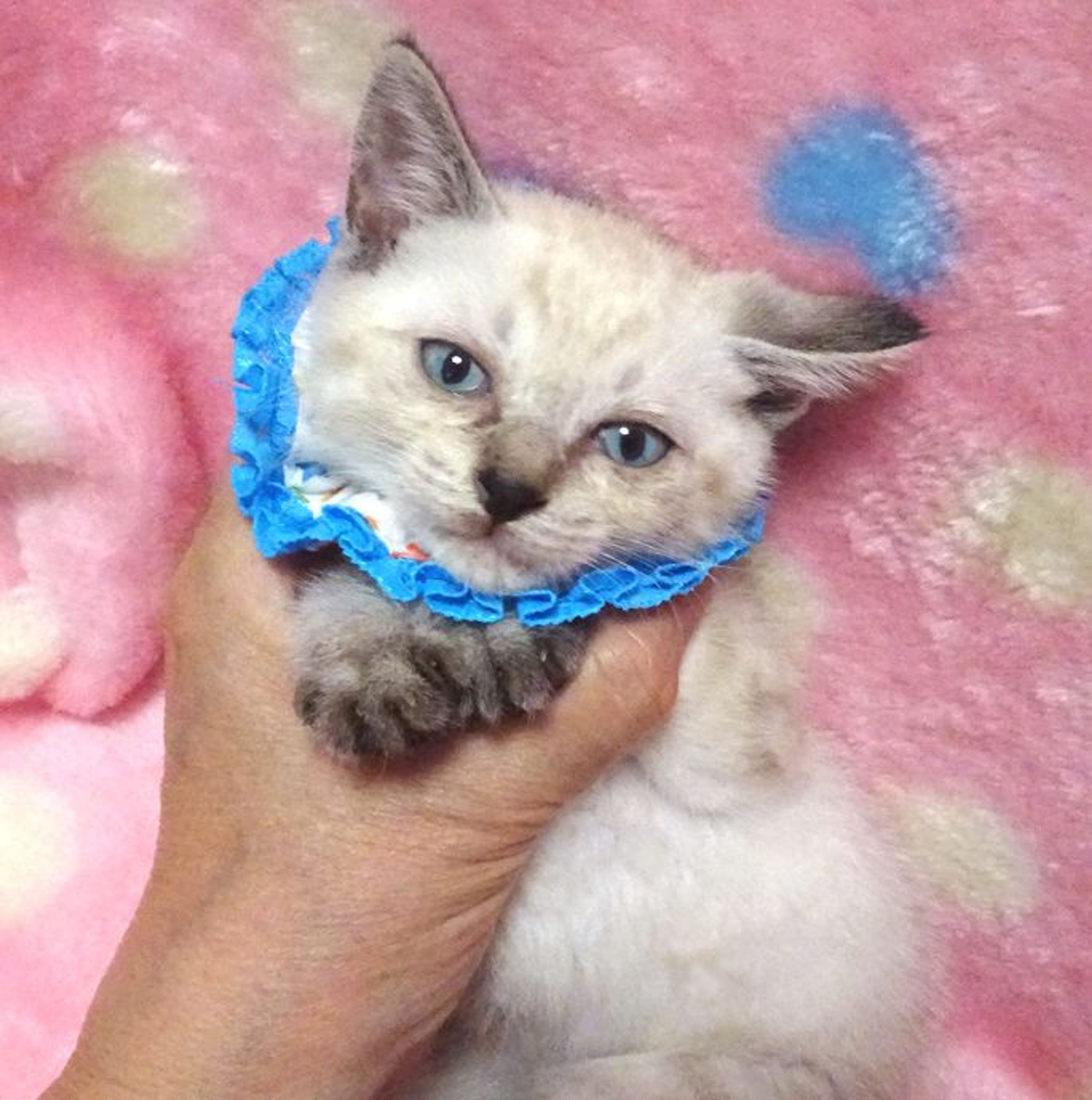 雑種（ミックス猫）・オスの里親募集の写真