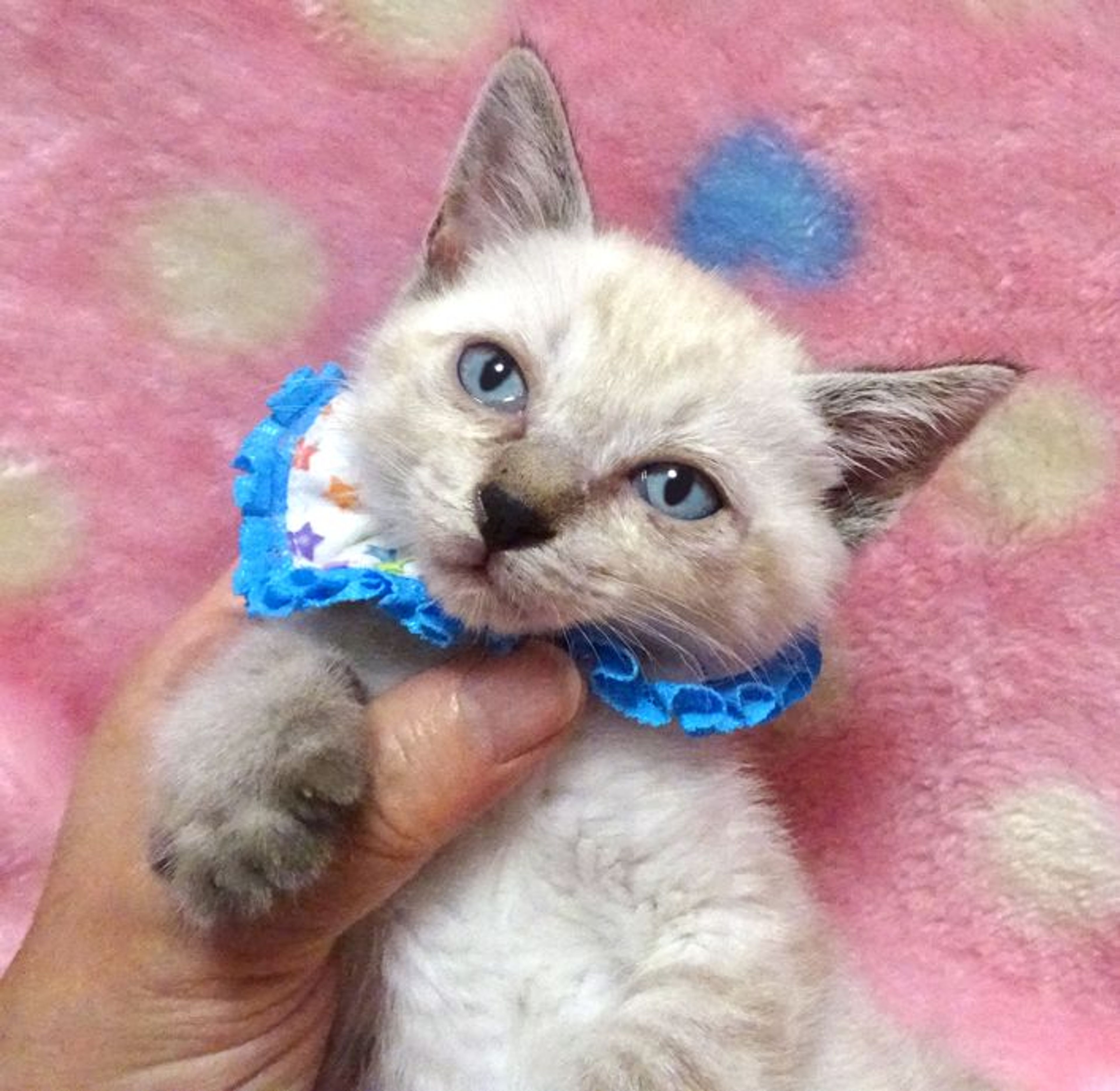 pet-image-4