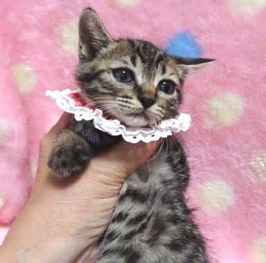 ベルちゃんの写真