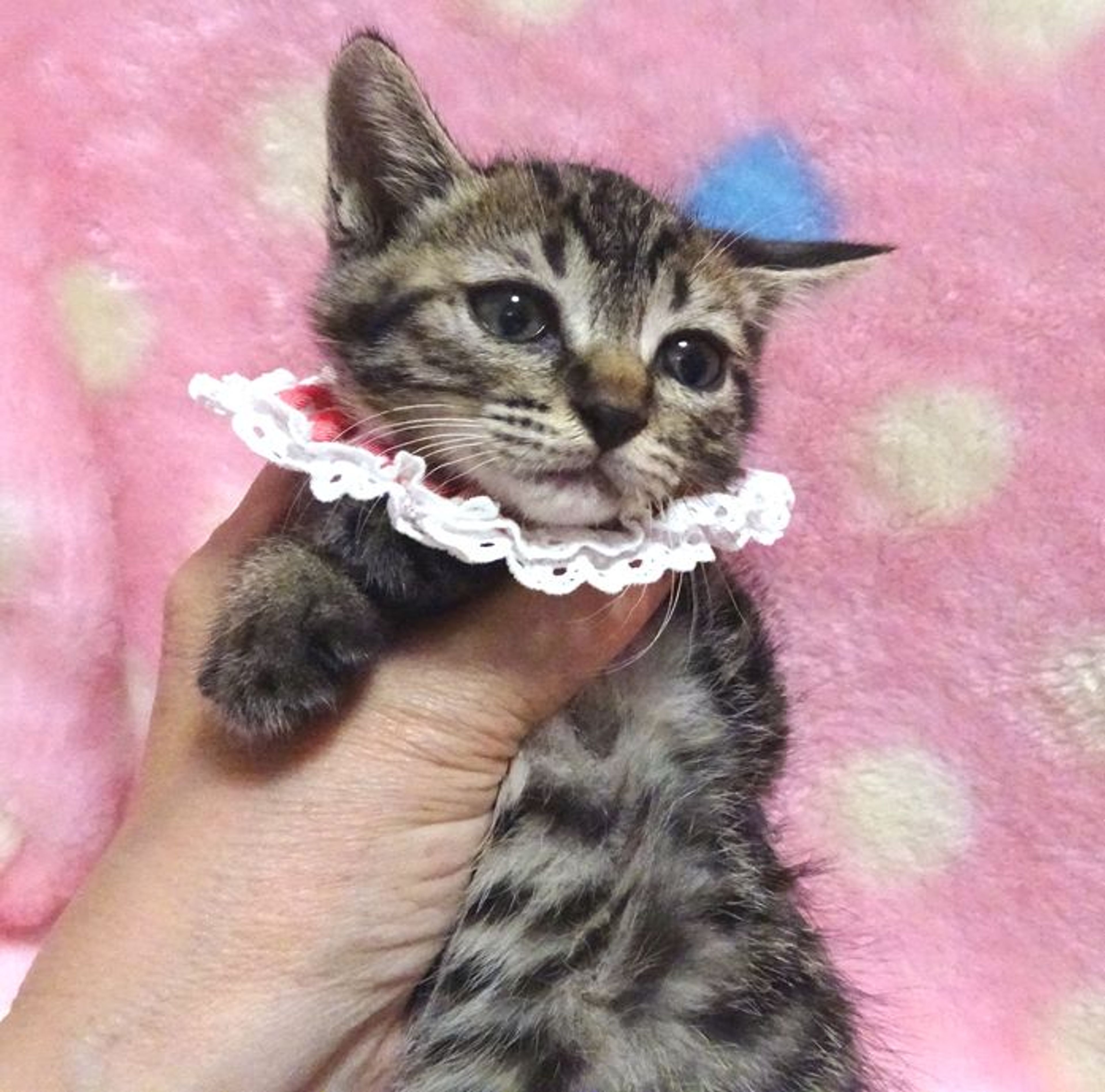 雑種（ミックス猫）・メスの里親募集の写真