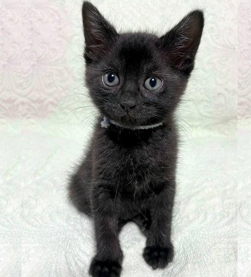 売れ筋商品お見逃しなく なれなれ黒猫♪ペガくん 1ヵ月半 | 雑種（ミックス猫） | ゆめ その他