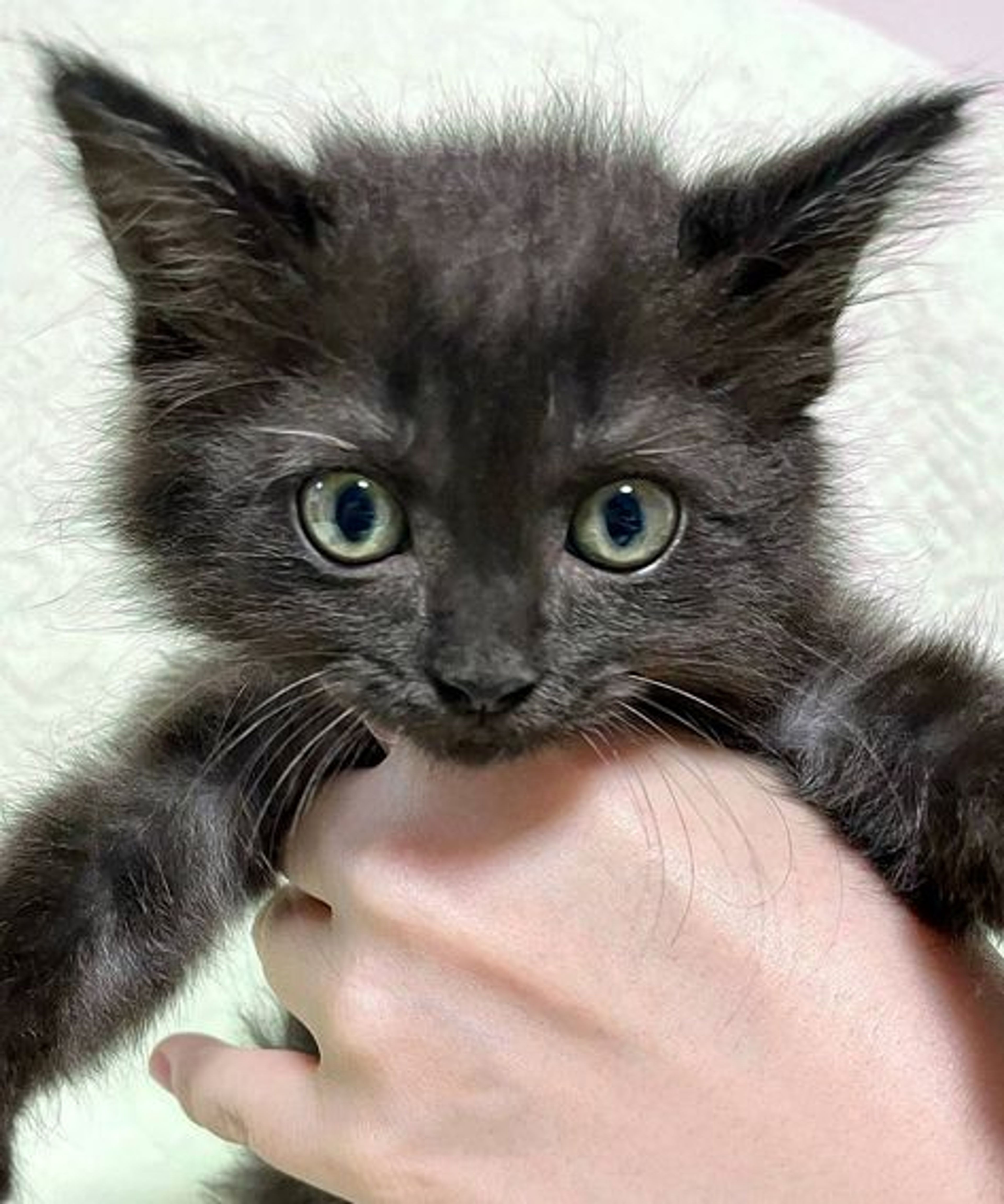 pet-image-2