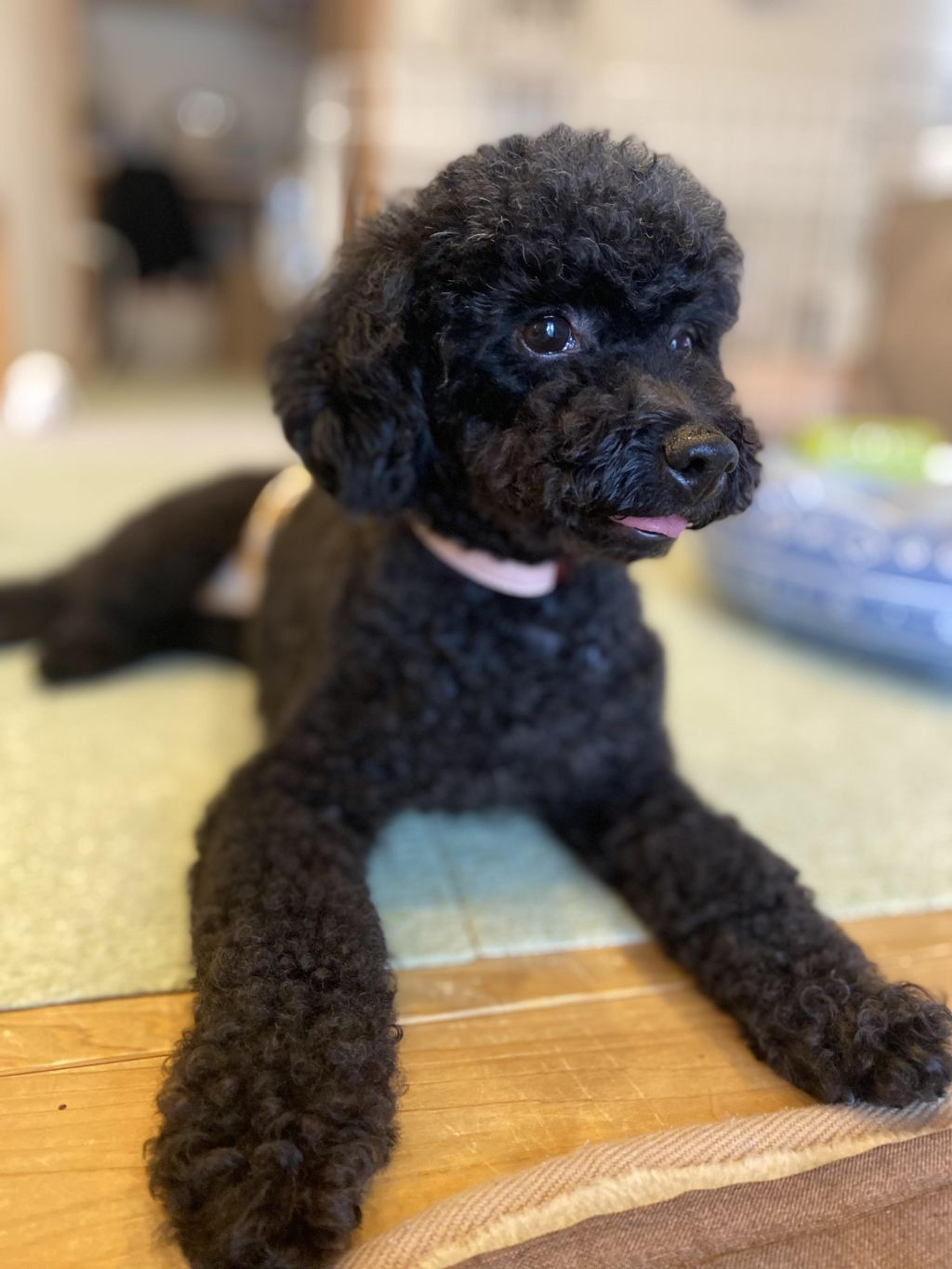 pet-image-2