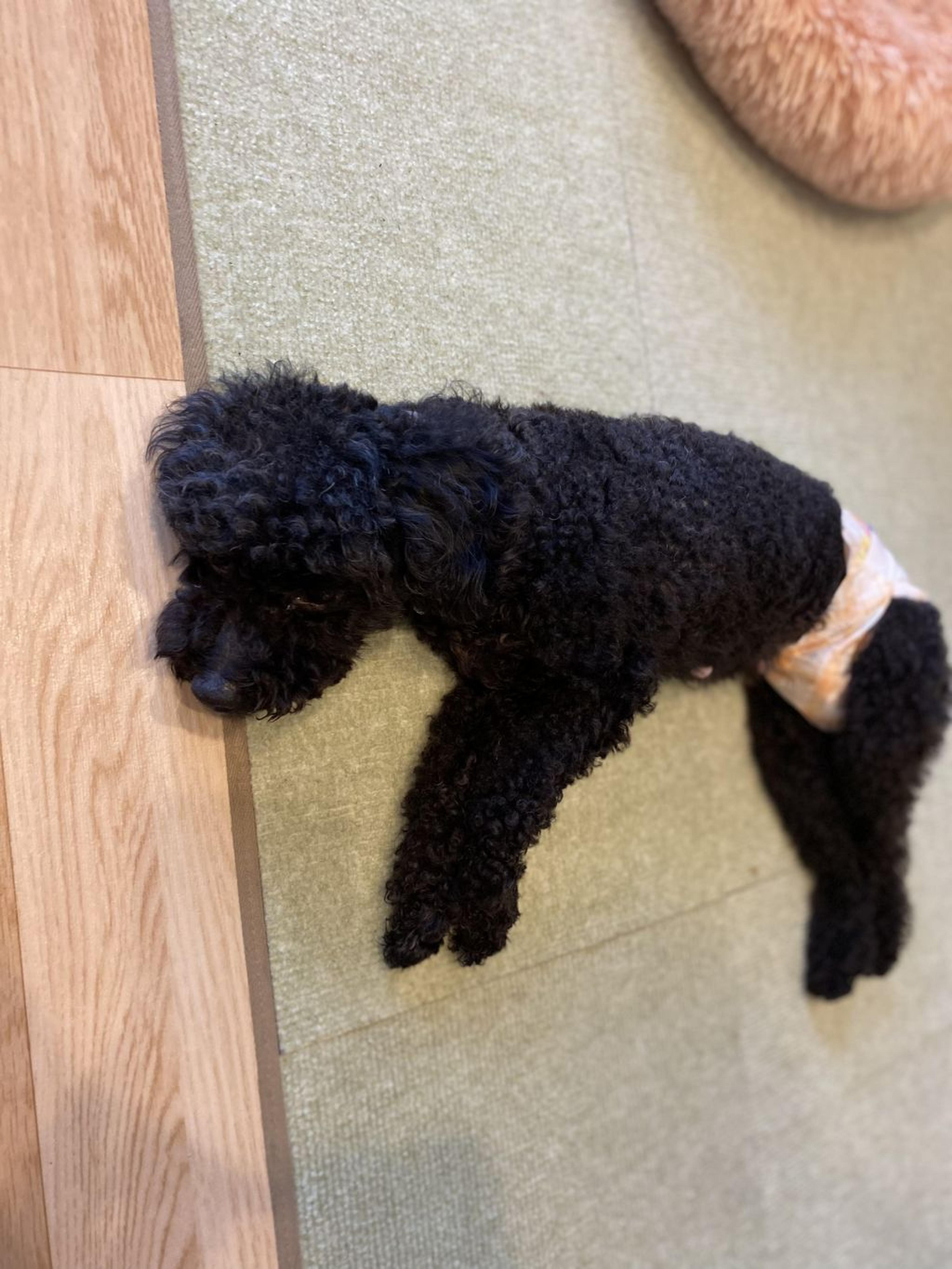 pet-image-3