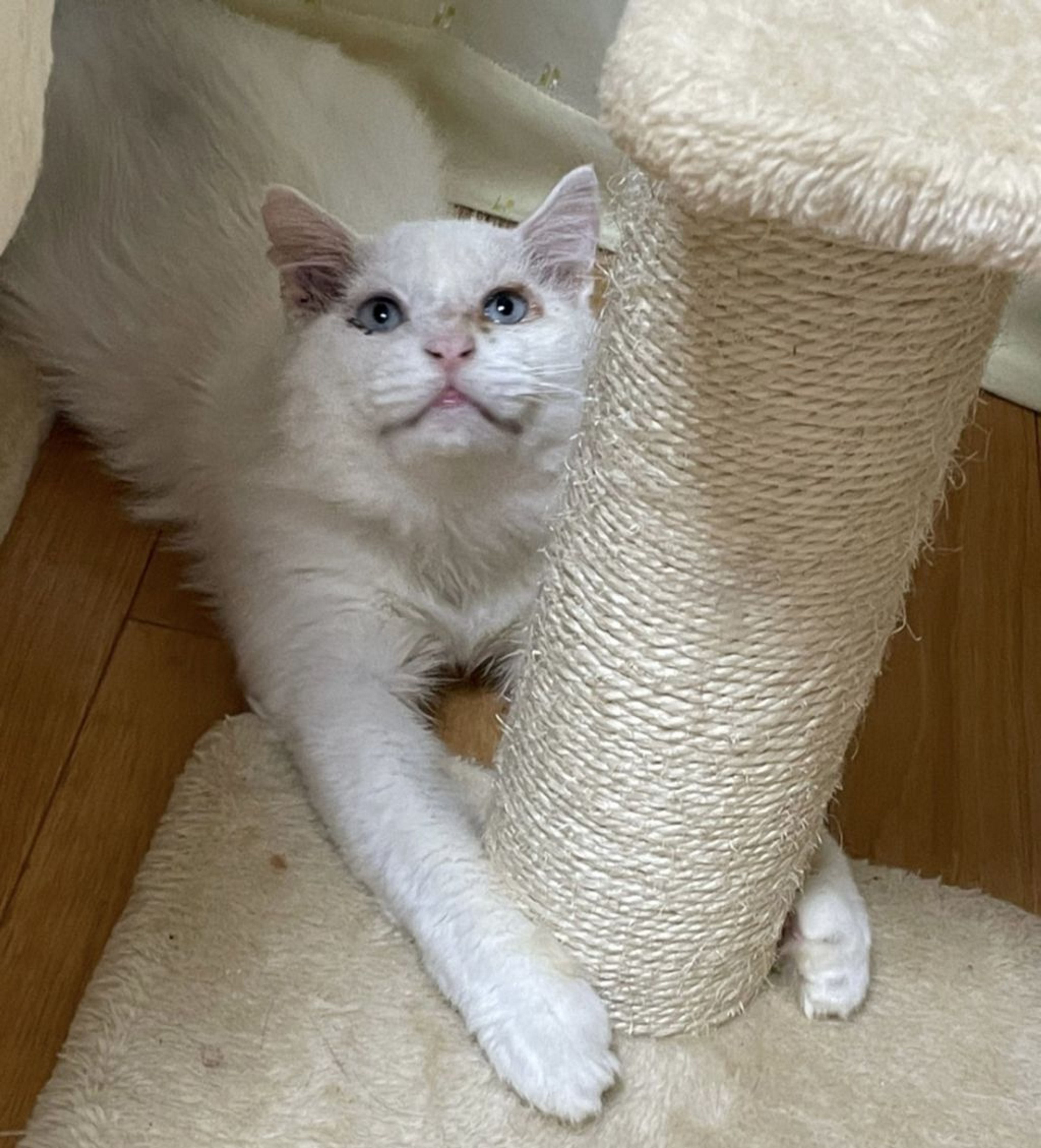 雑種（ミックス猫）・オスの里親募集の写真