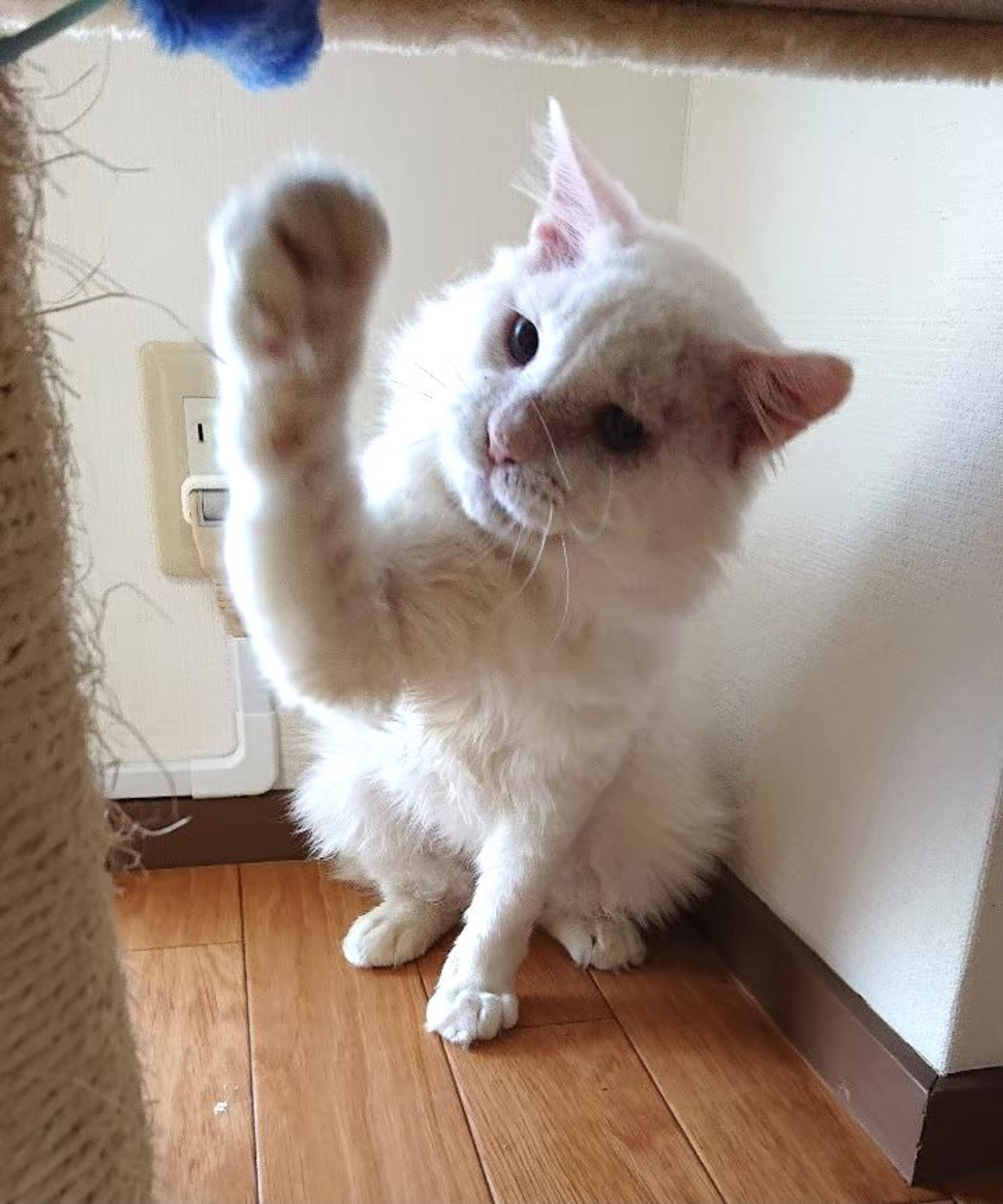 pet-image-2