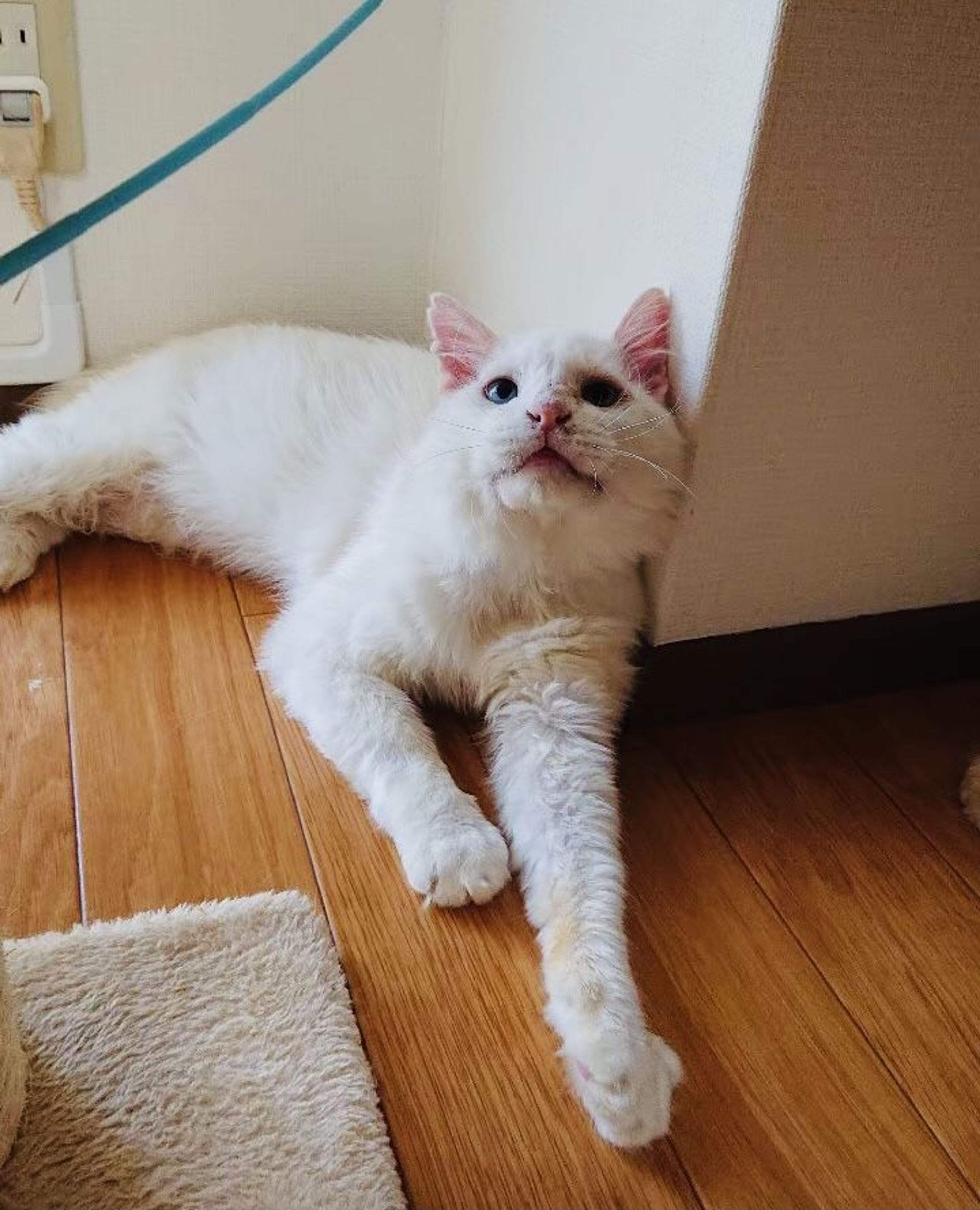 pet-image-3