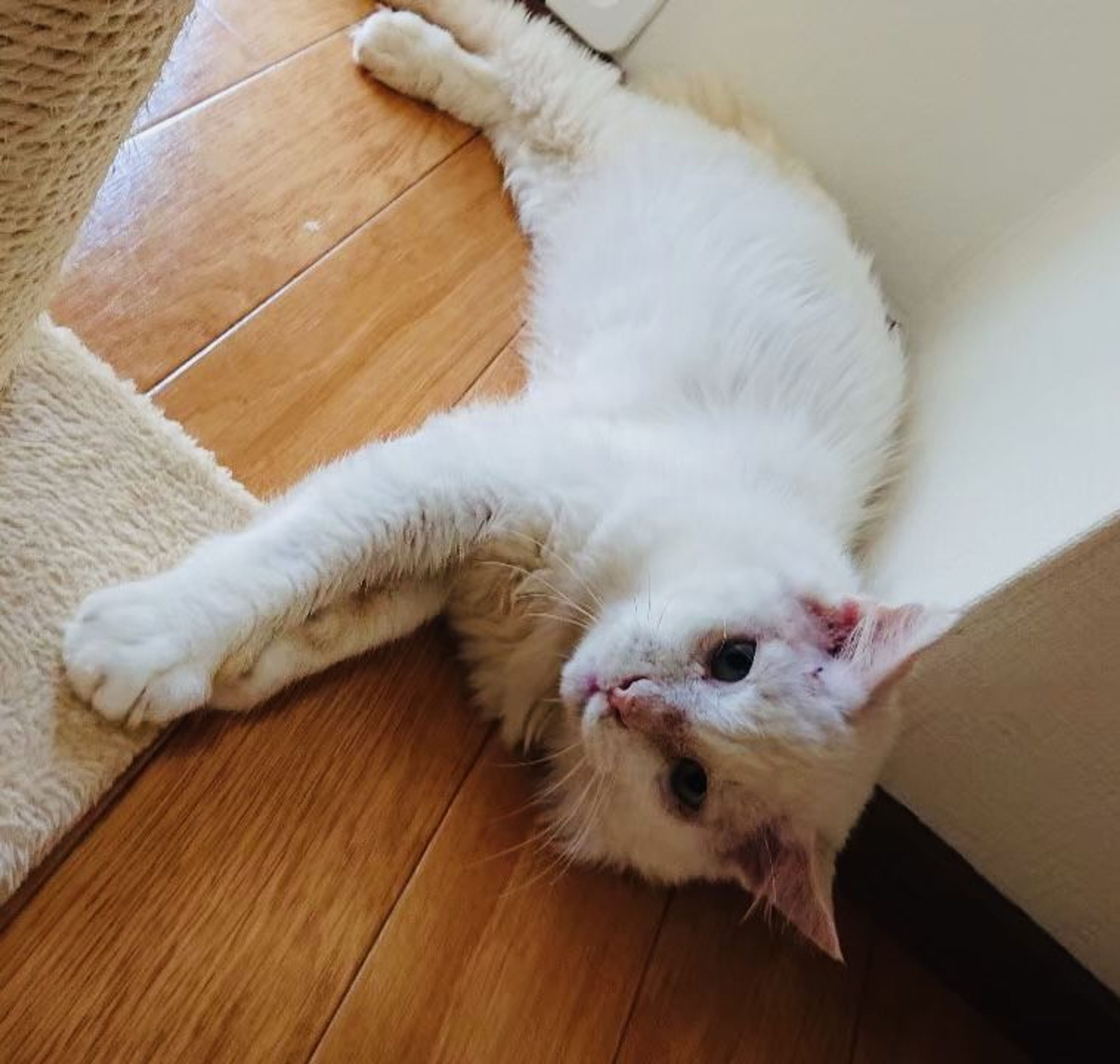 pet-image-4