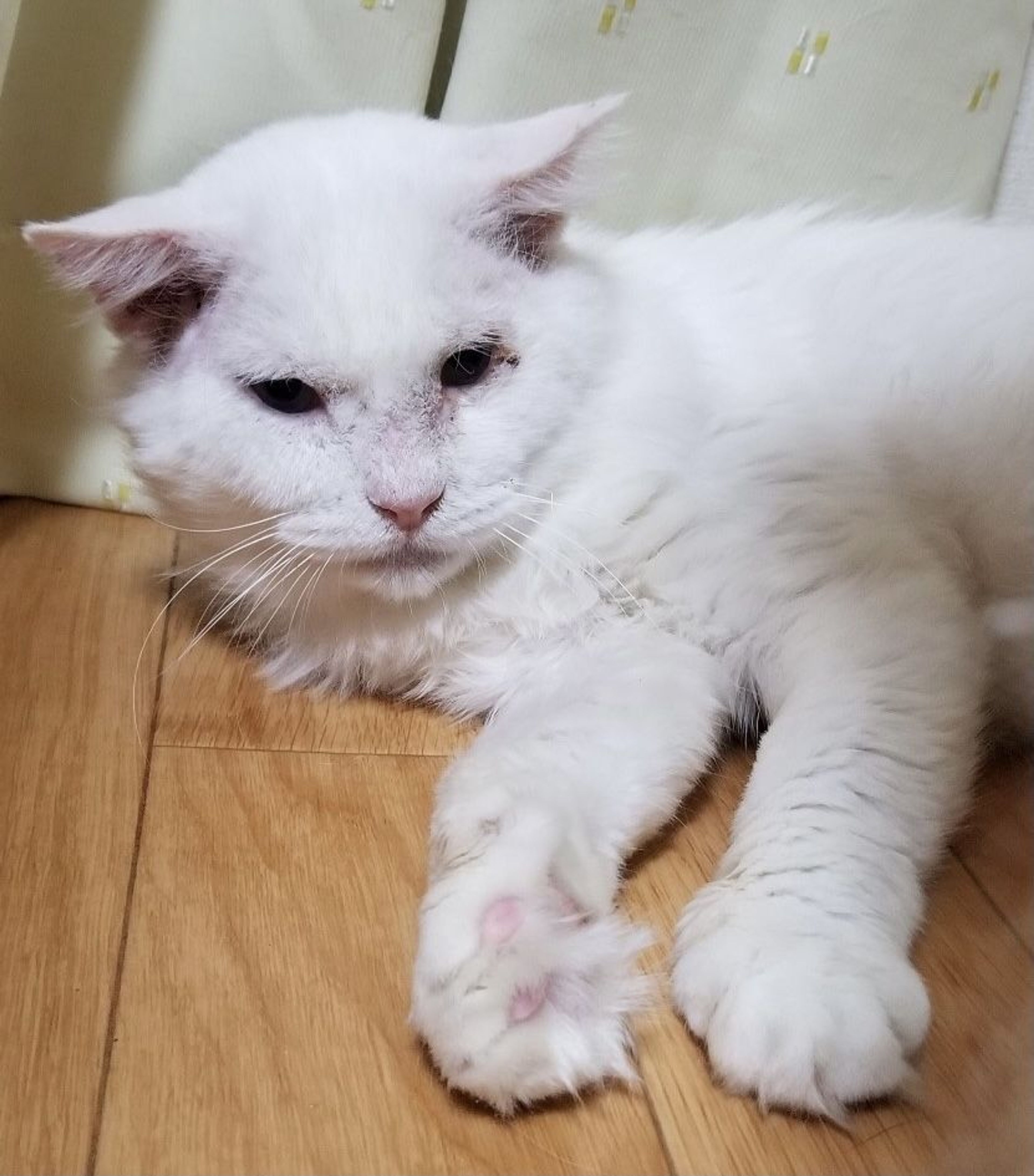 pet-image-6