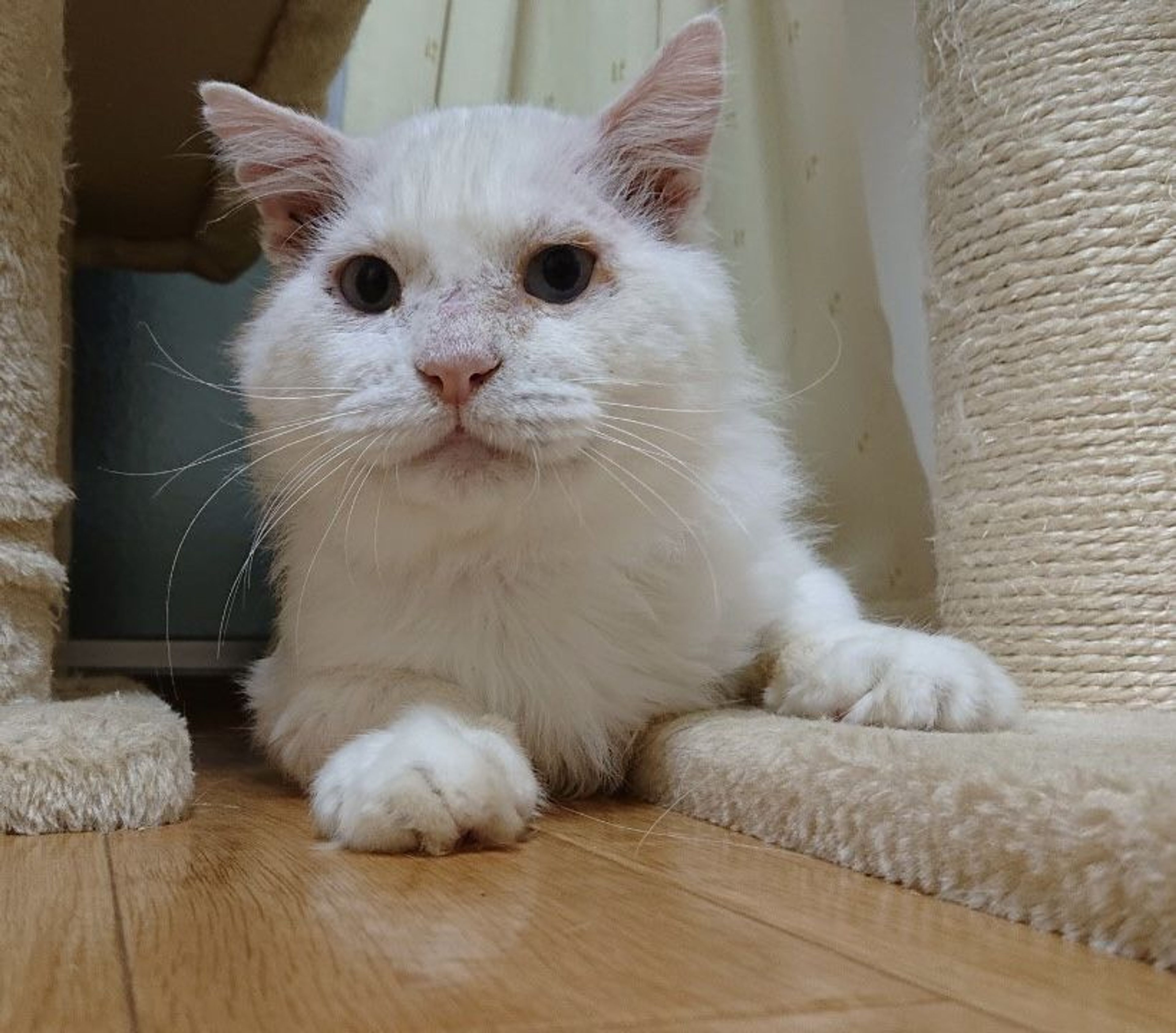 pet-image-9