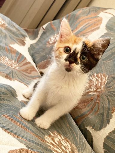 せっちゃんの写真