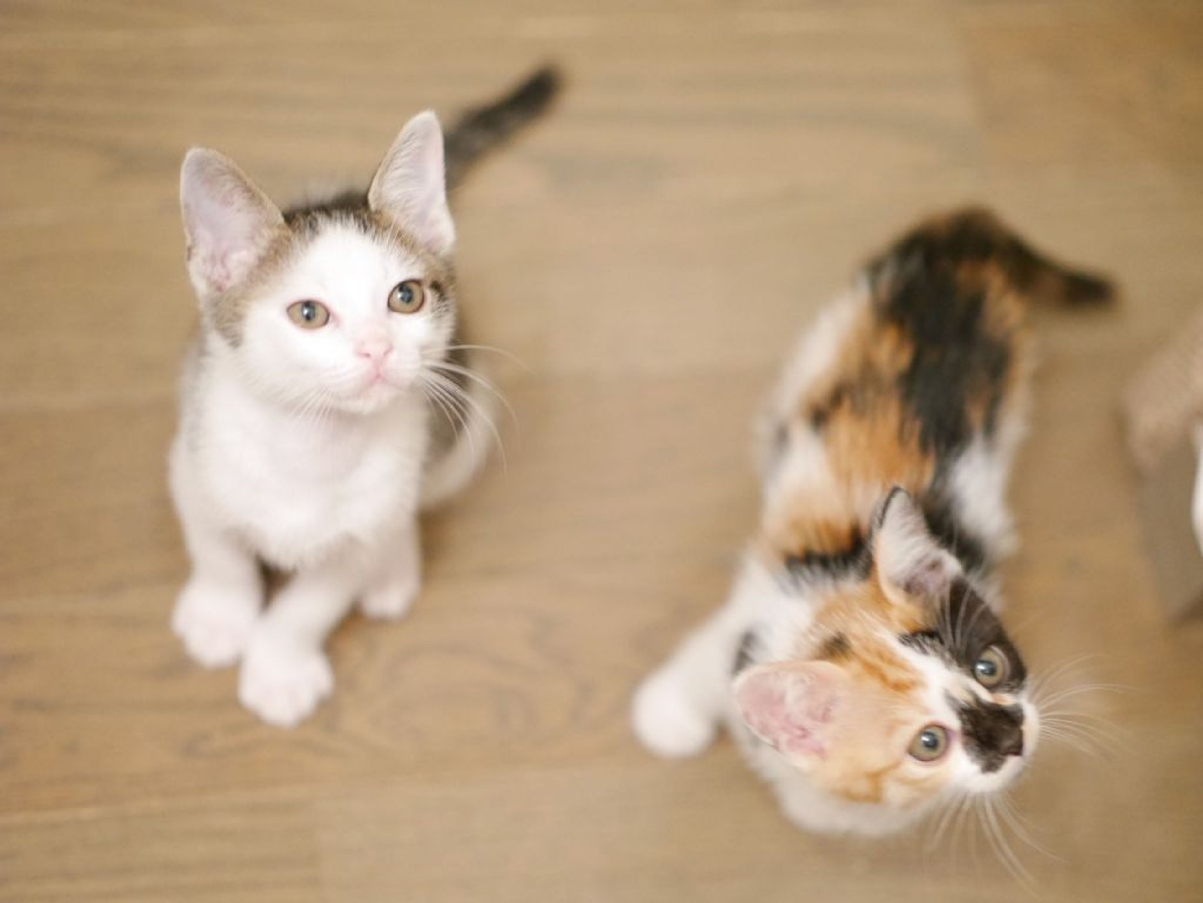 pet-image-4