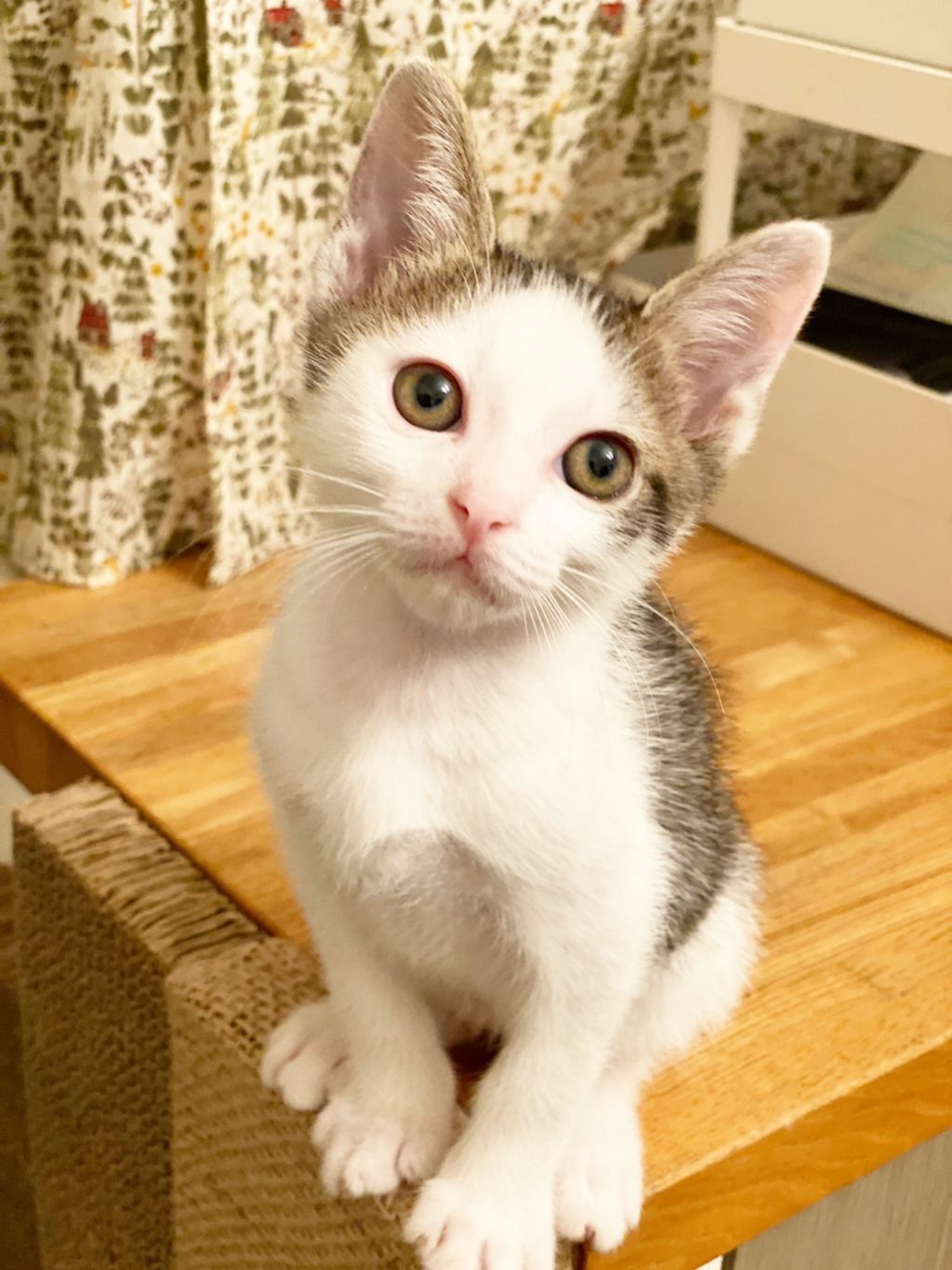pet-image-2