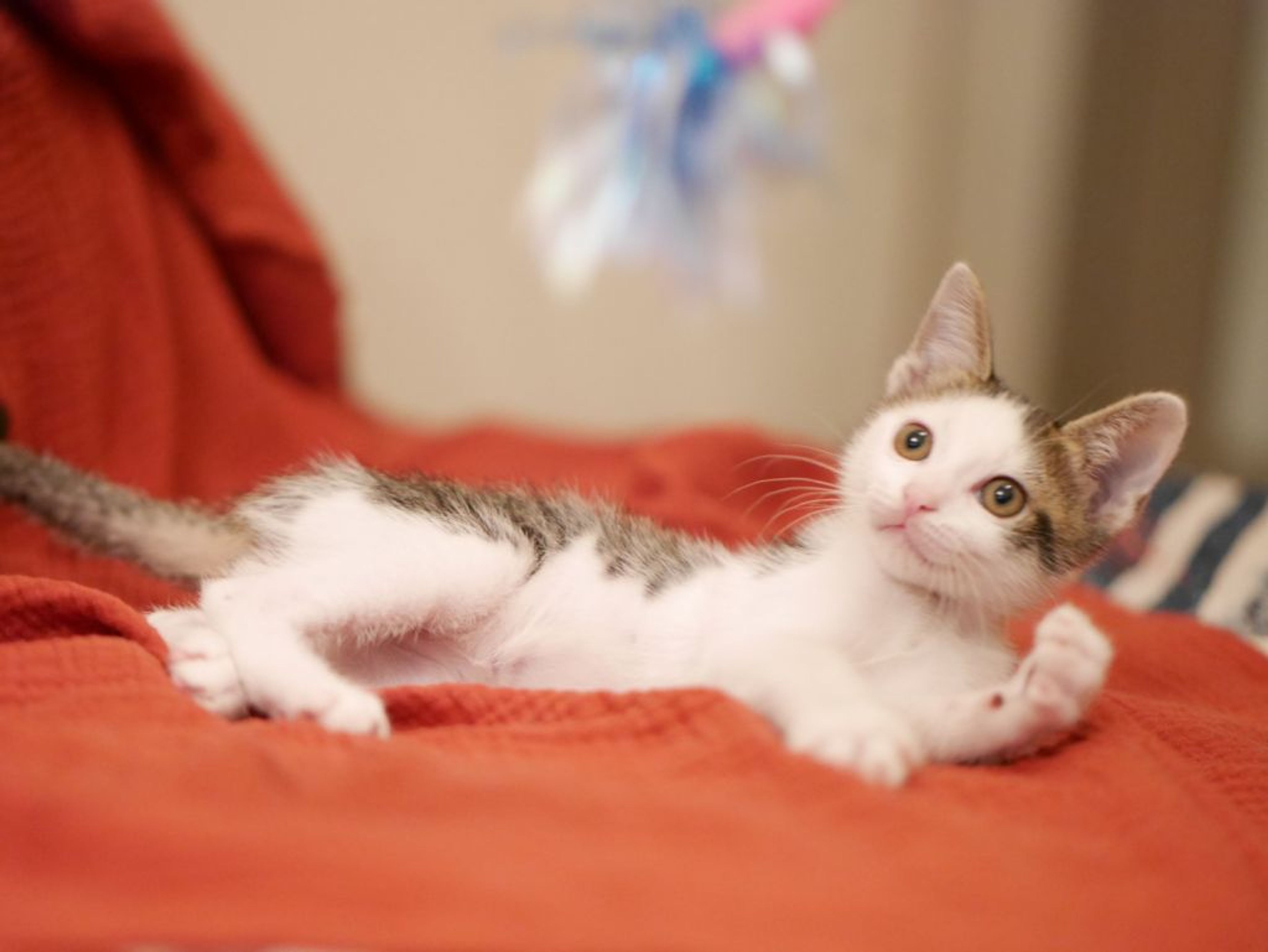 pet-image-3