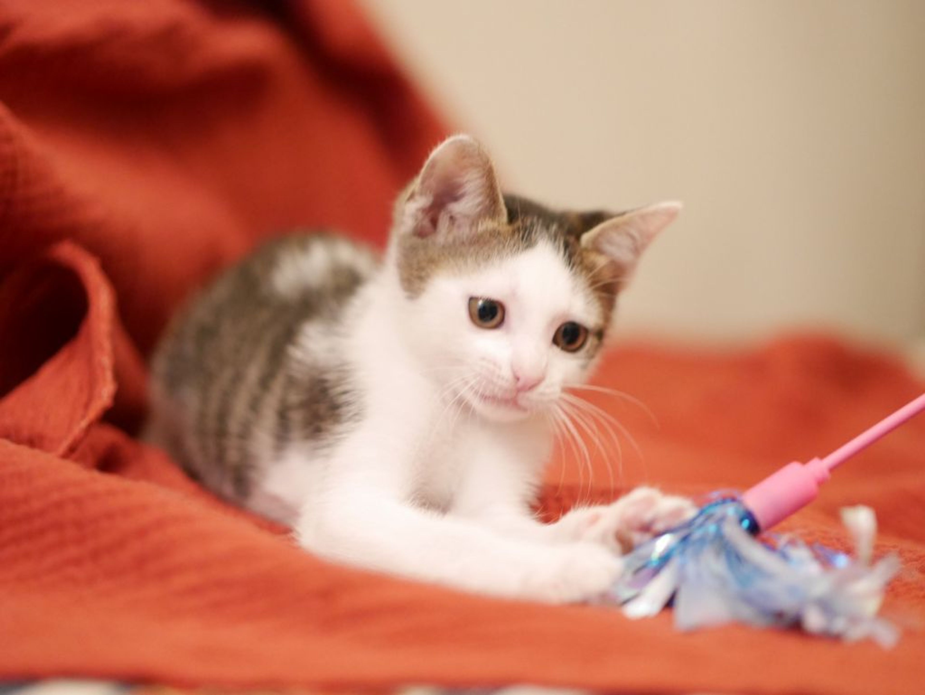 pet-image-5
