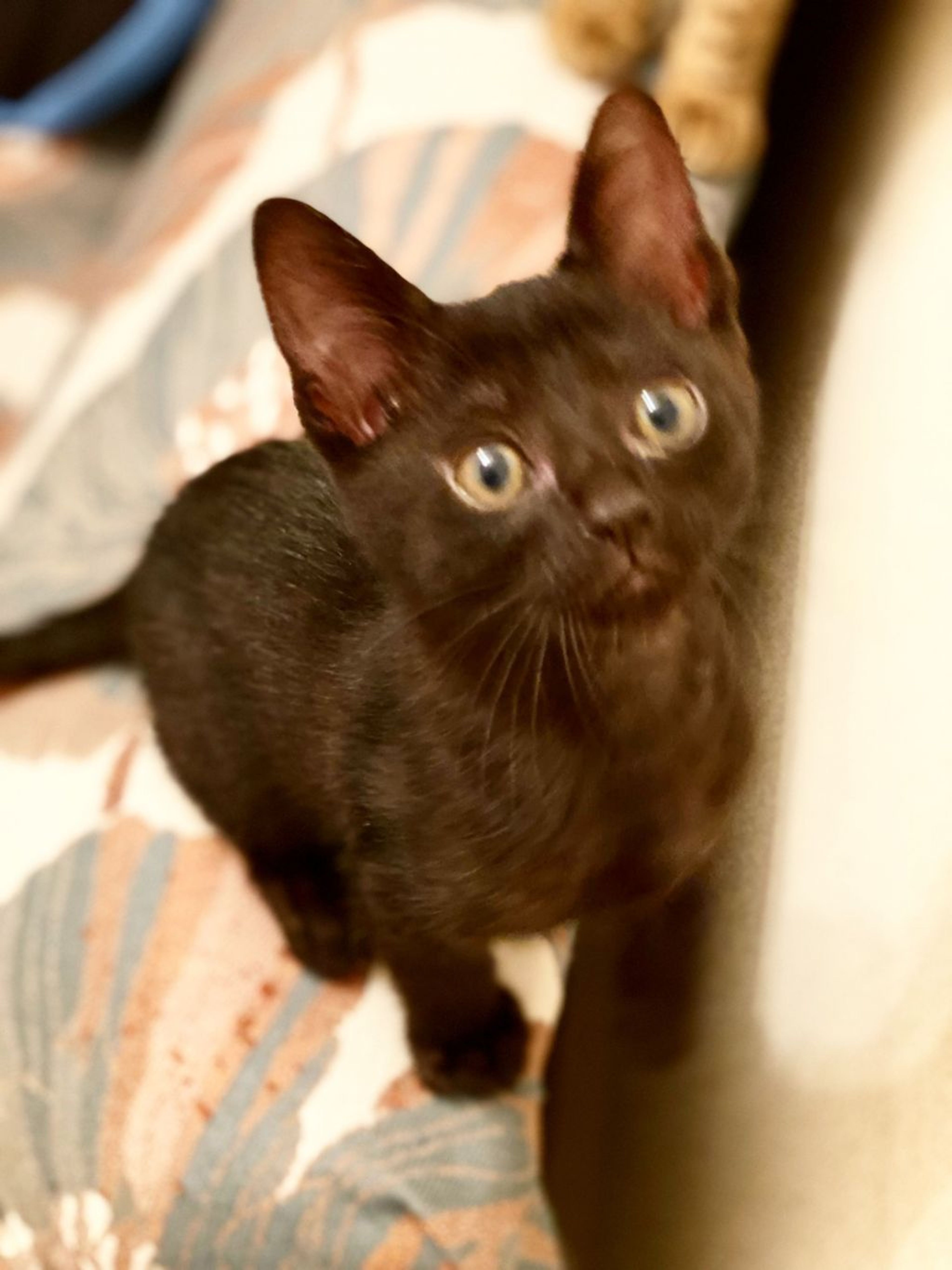 雑種（ミックス猫）・オスの里親募集の写真