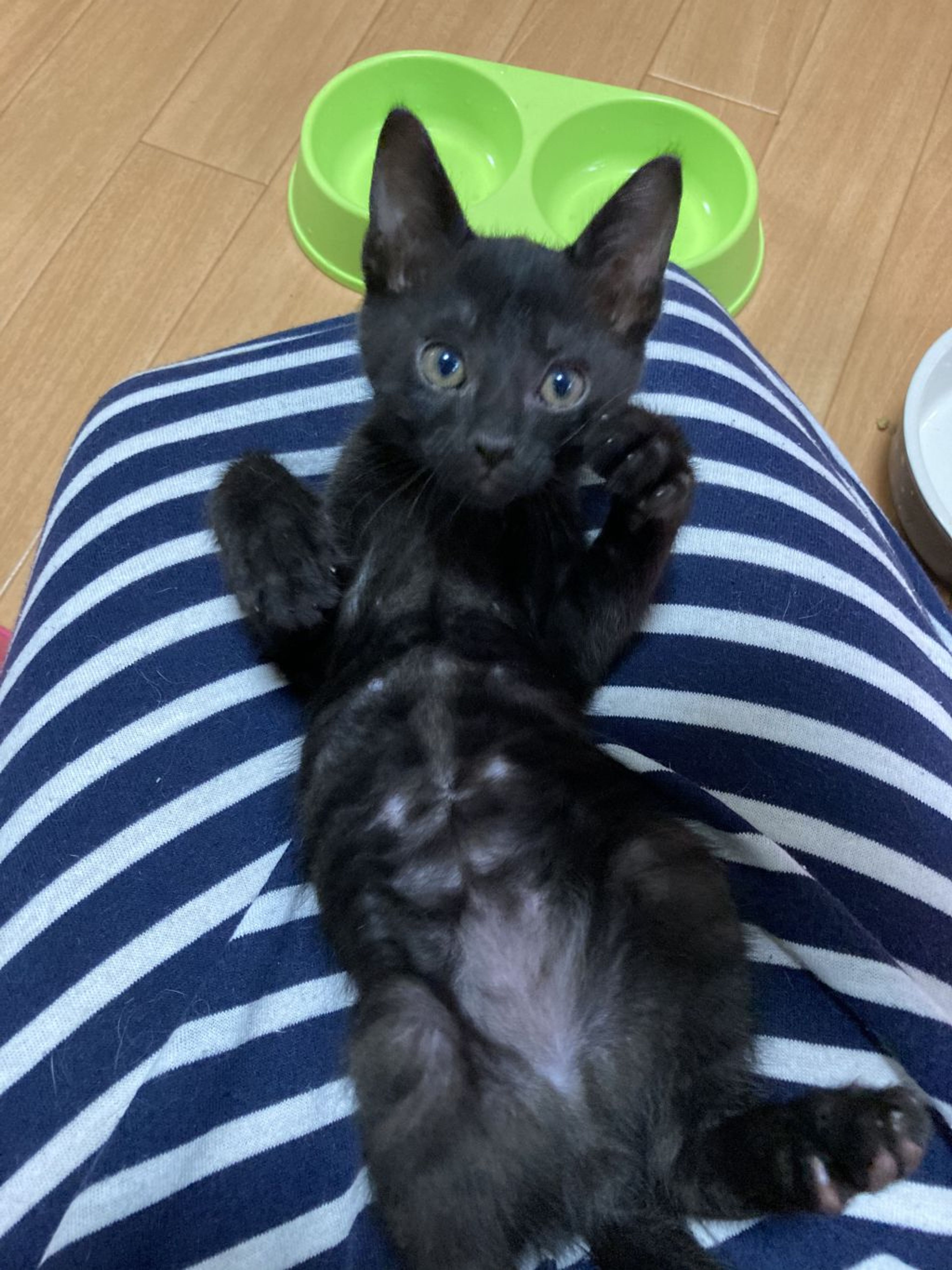 pet-image-4