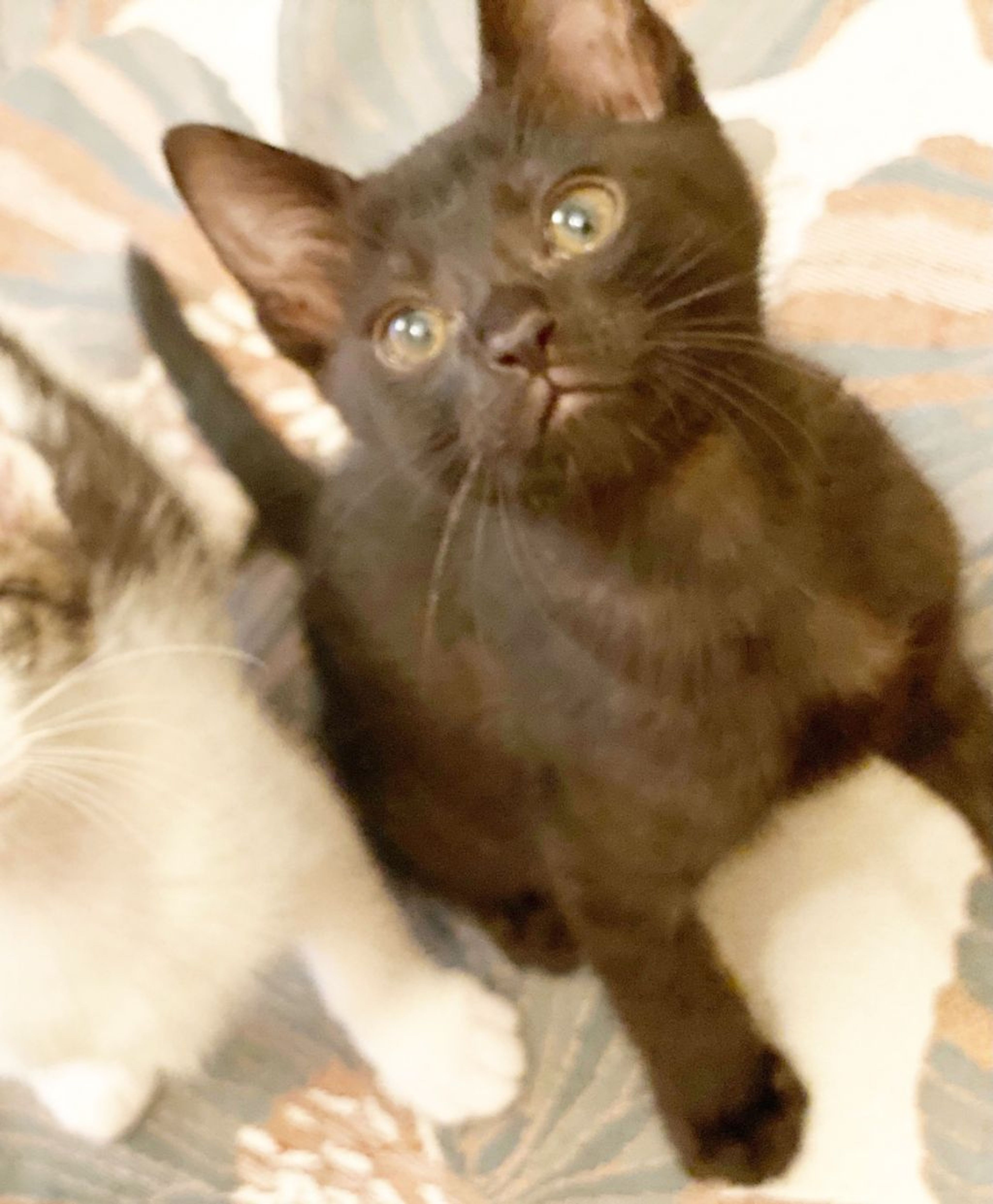 pet-image-5