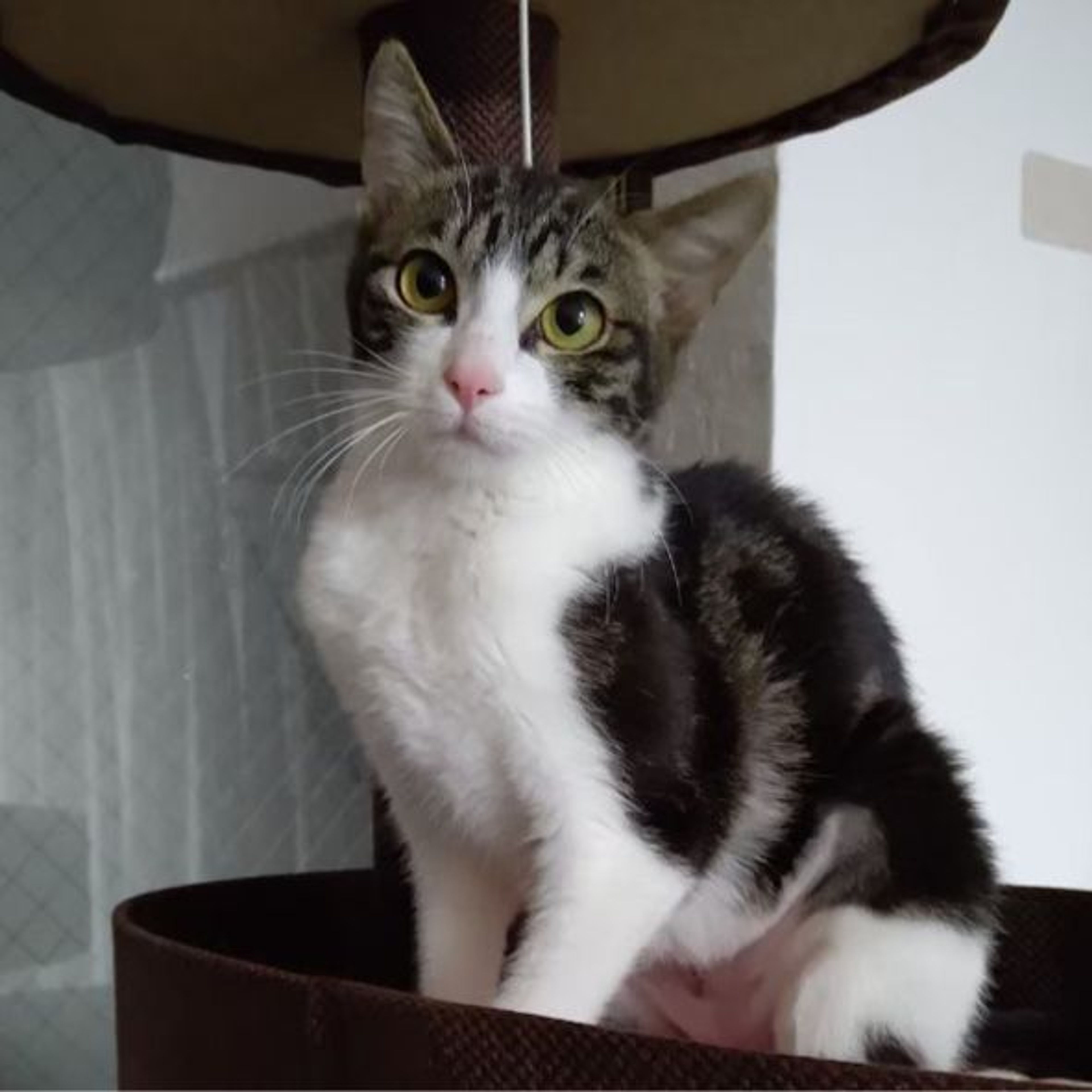 雑種（ミックス猫）・メスの里親募集の写真