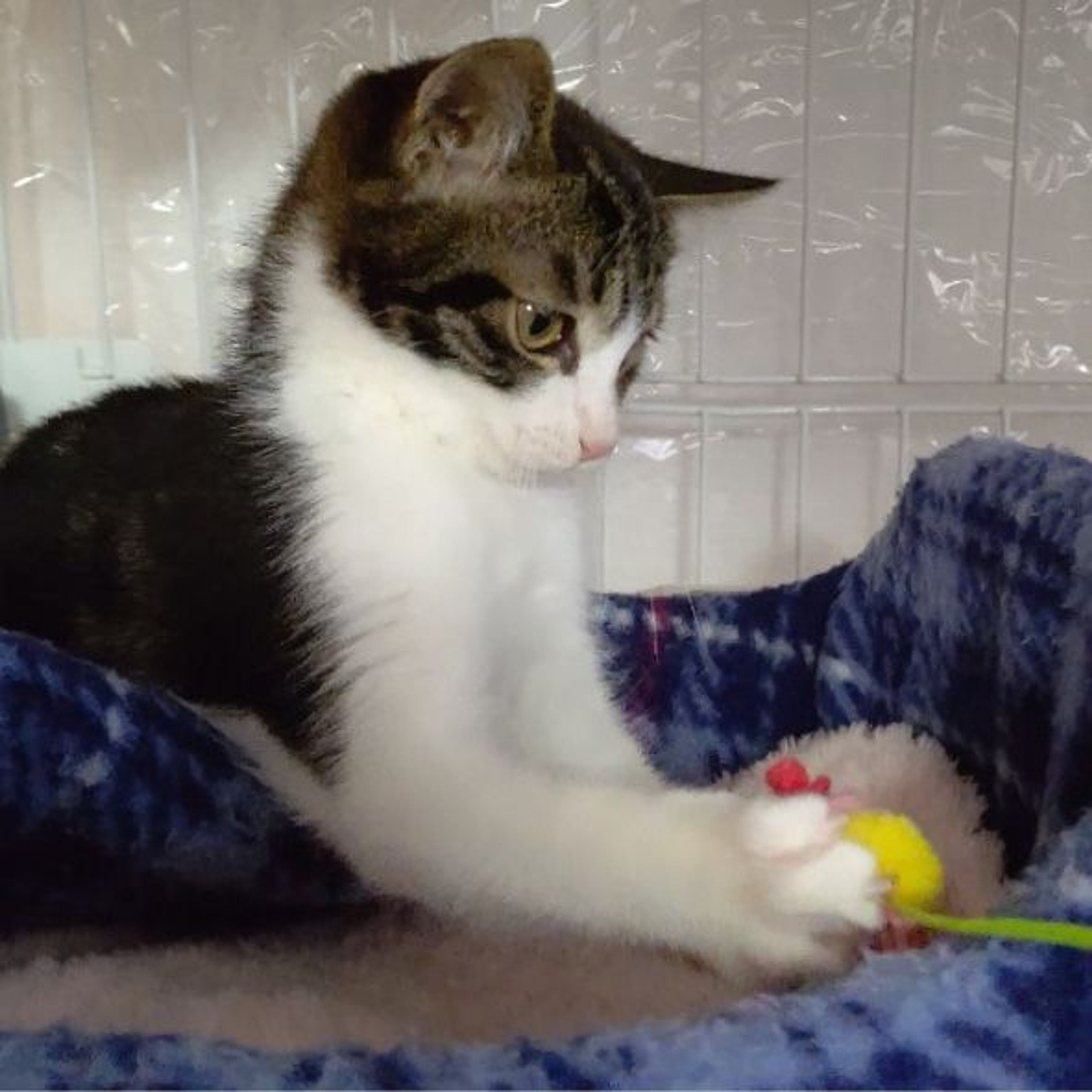 pet-image-5