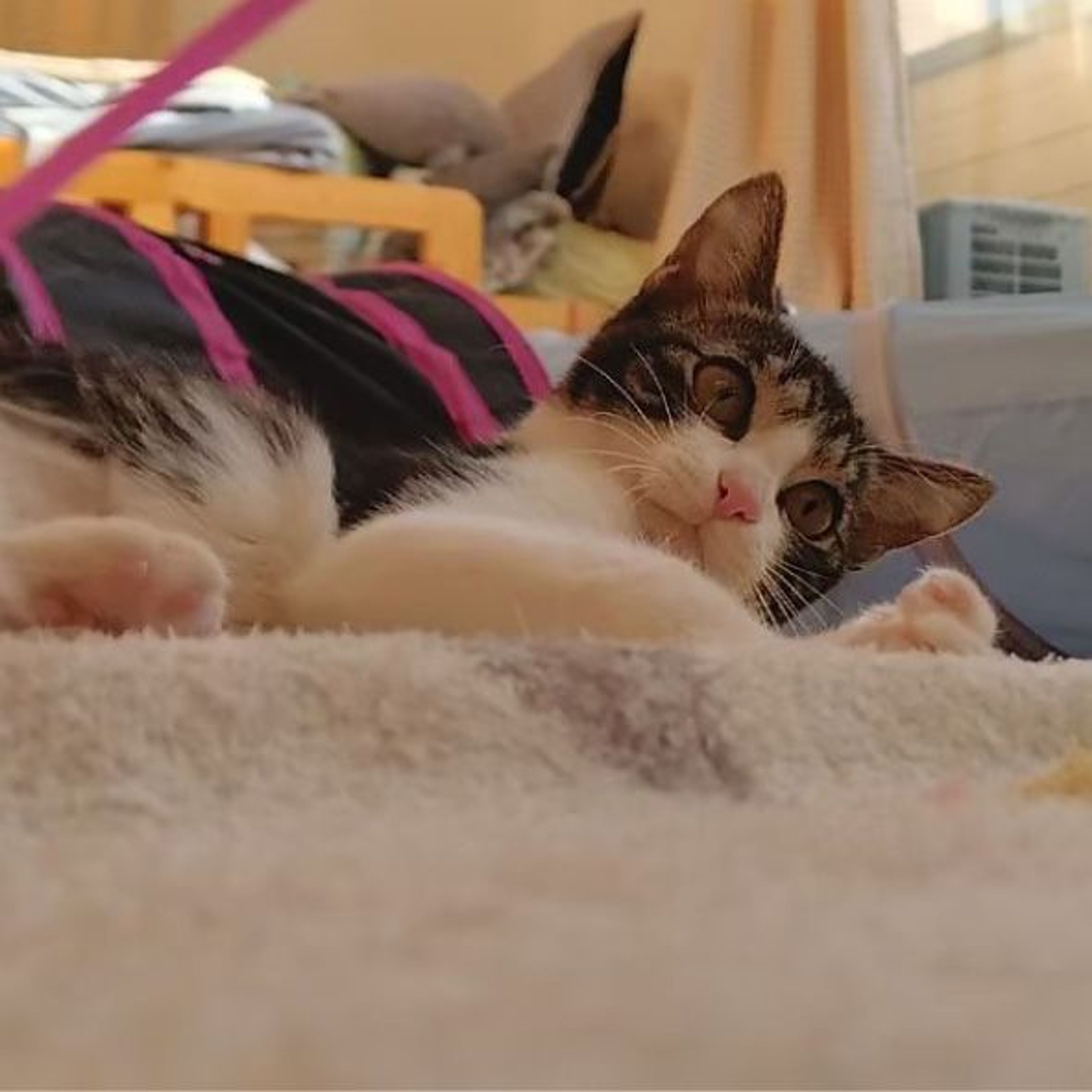pet-image-8