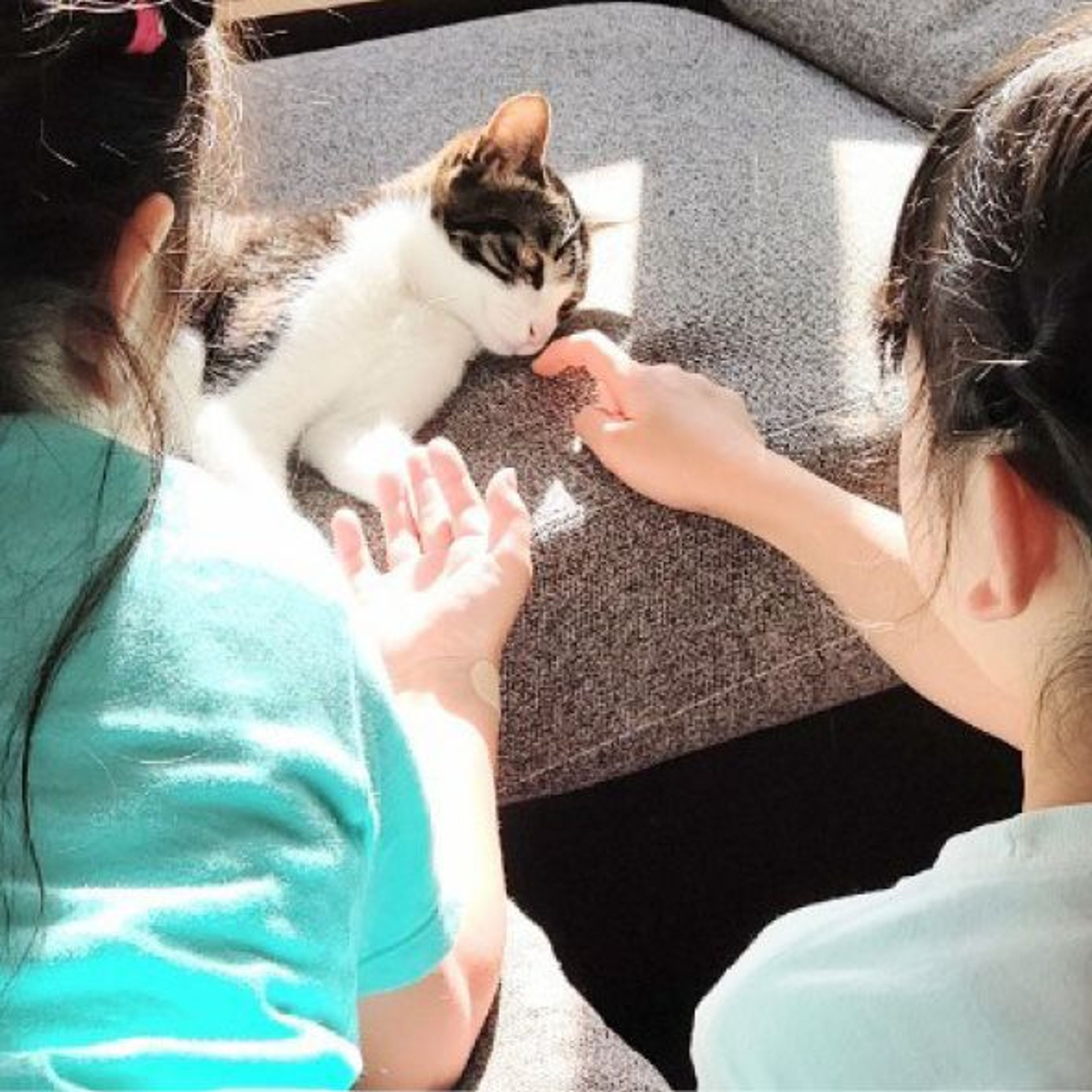 pet-image-10