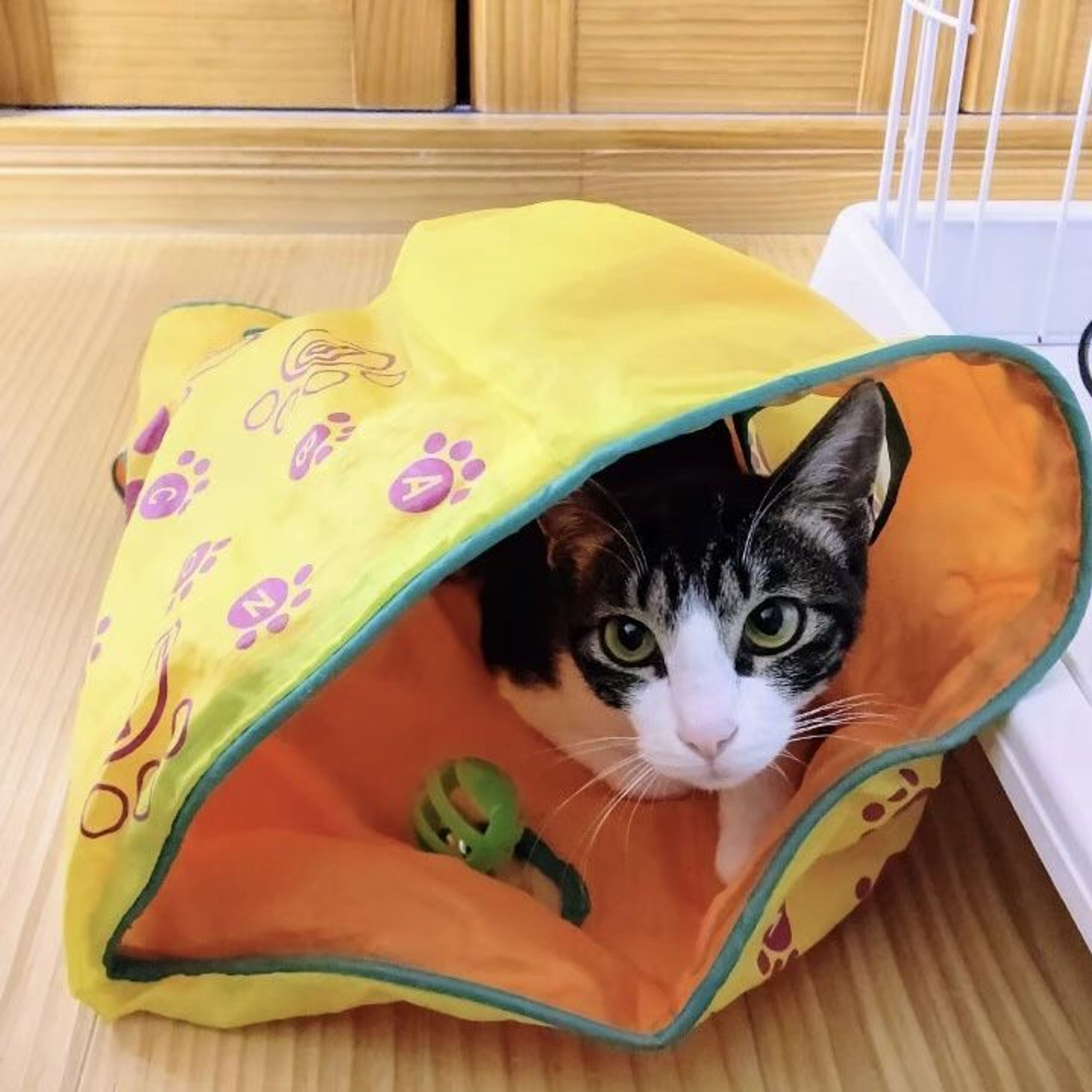 雑種（ミックス猫）・メスの里親募集の写真