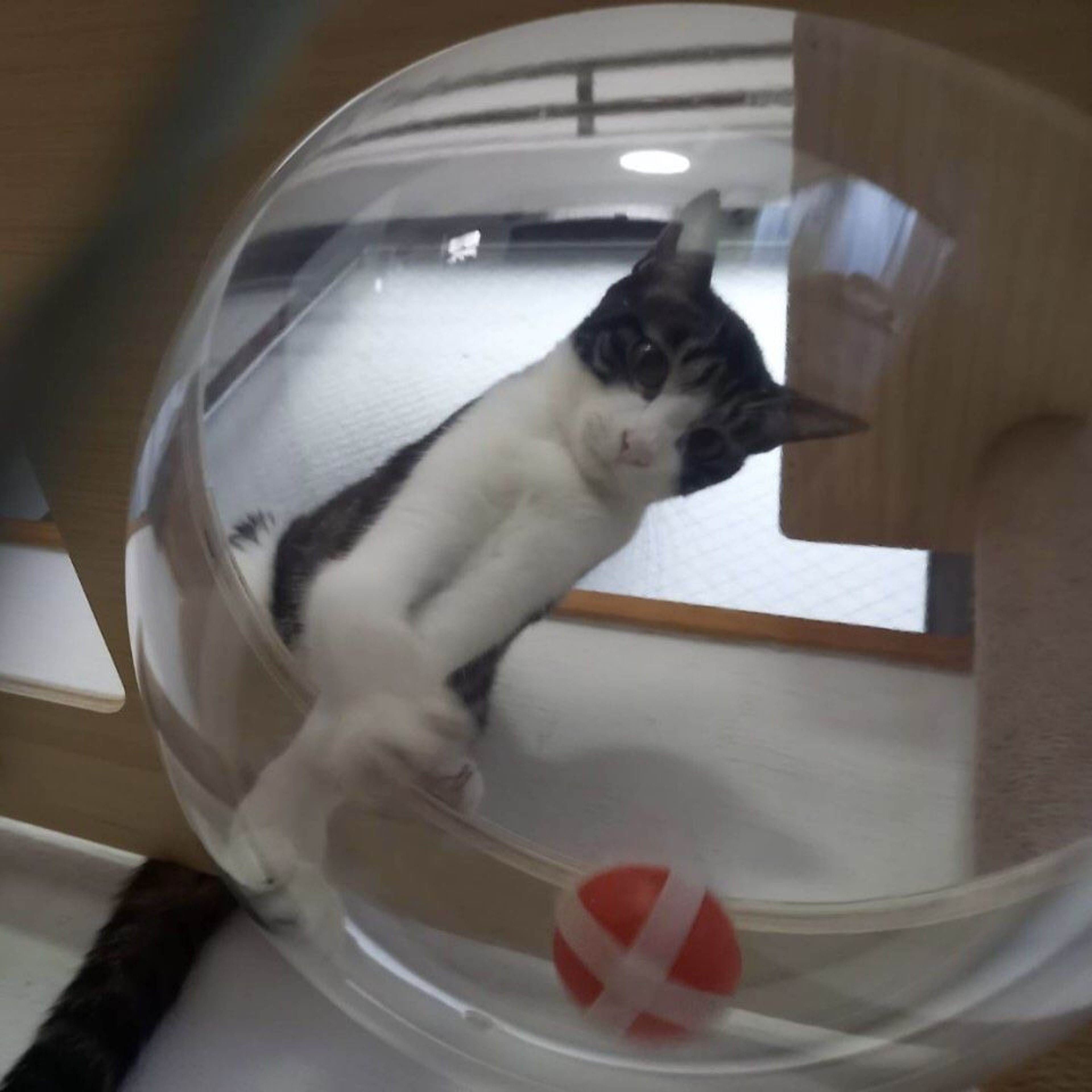 pet-image-4