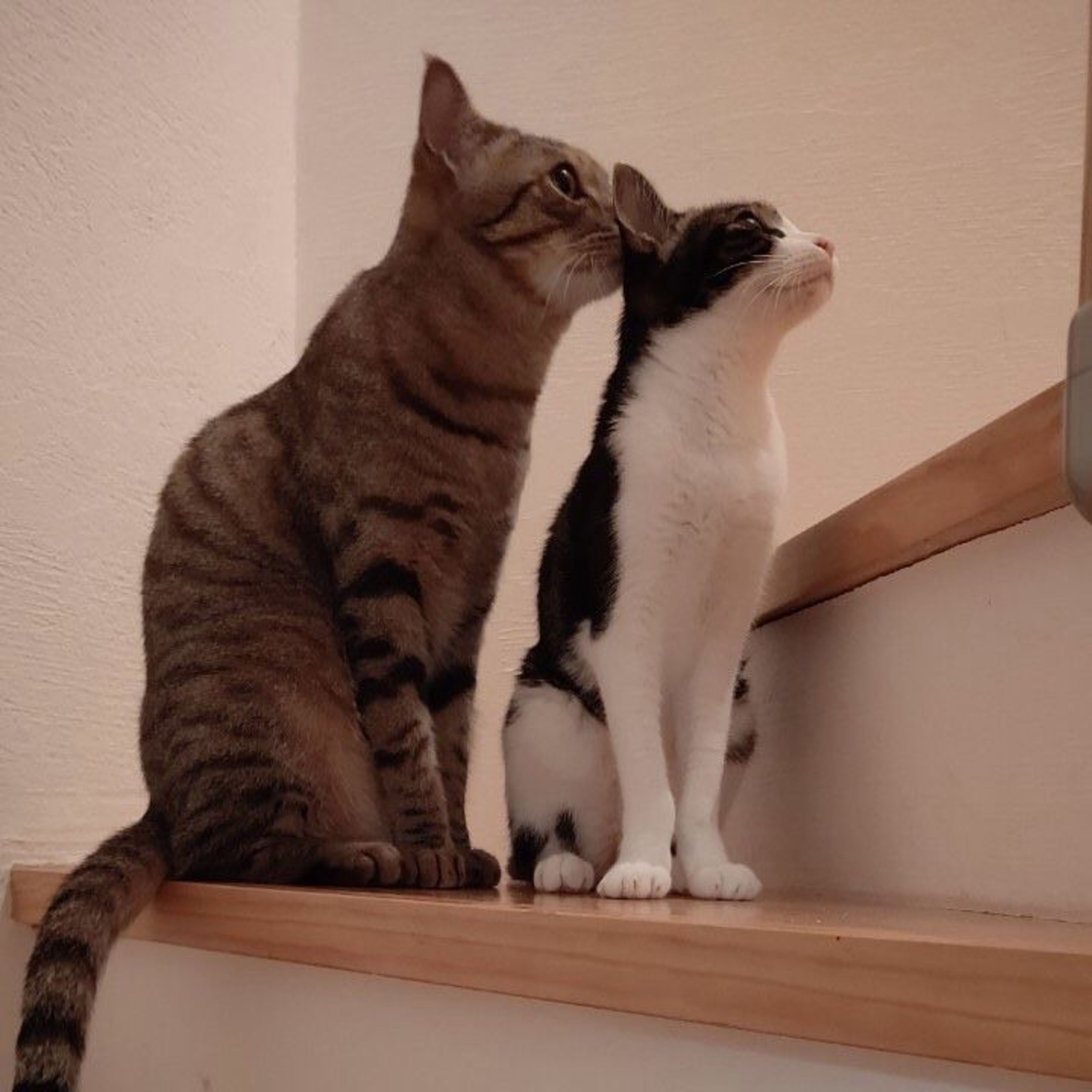 pet-image-6