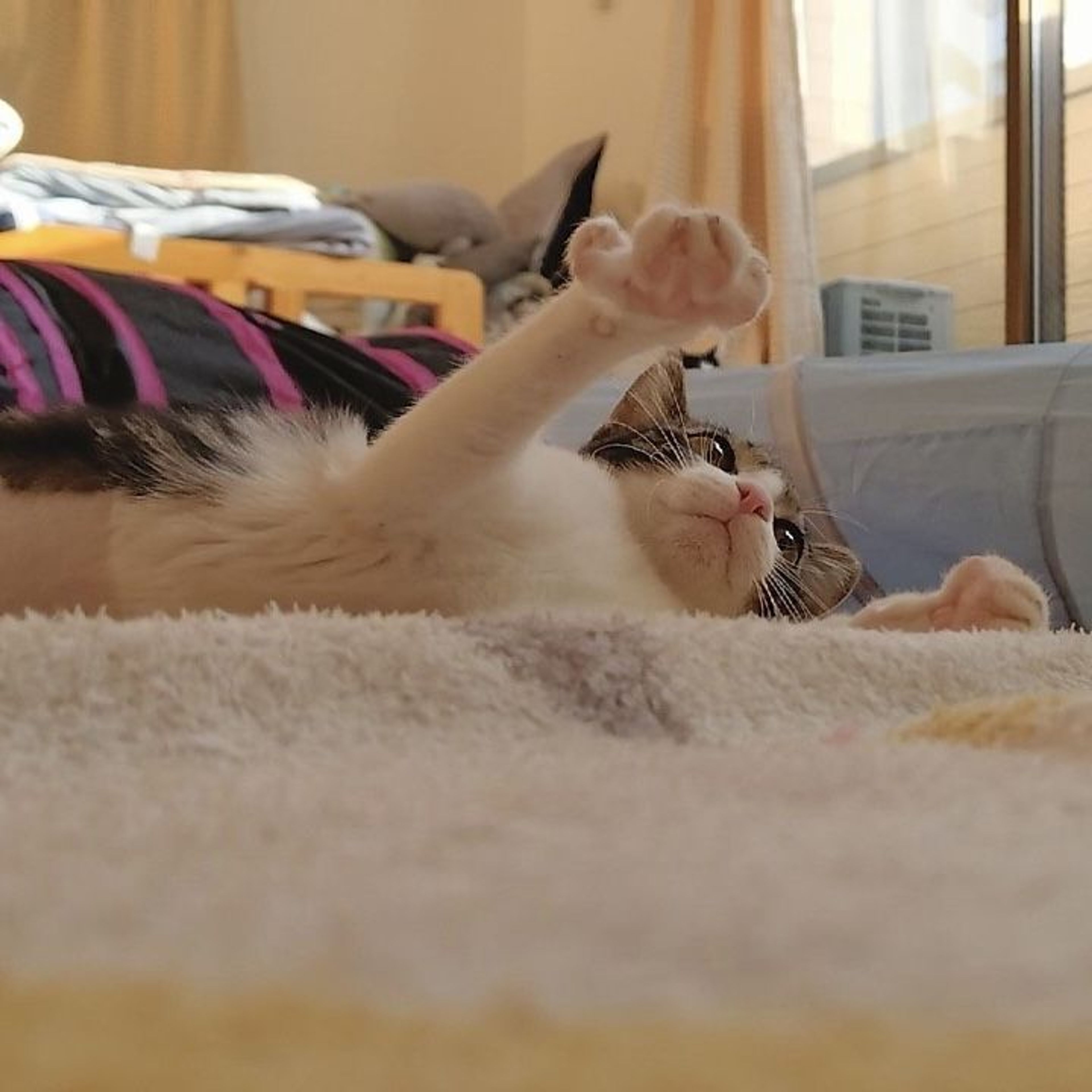 pet-image-7