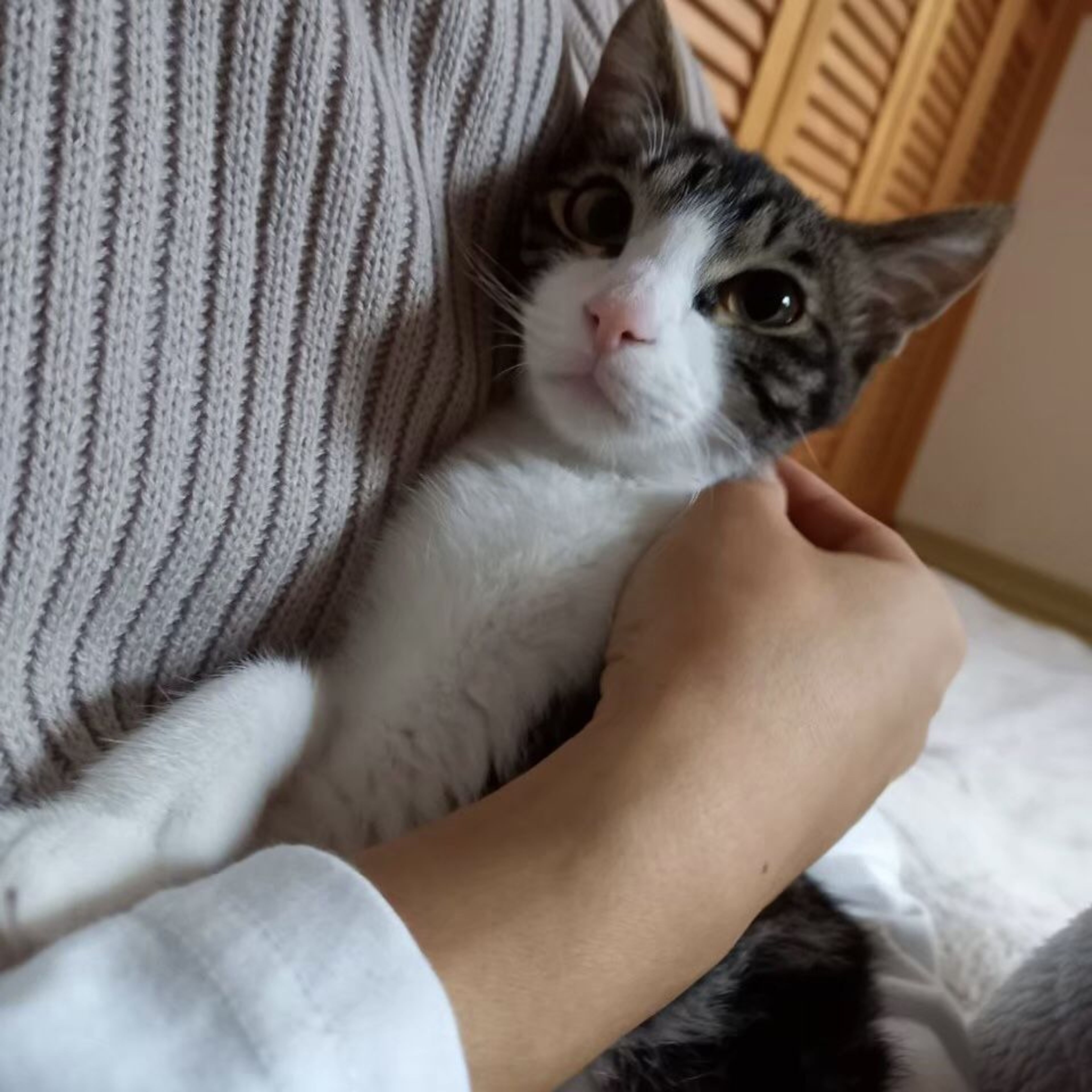 pet-image-9