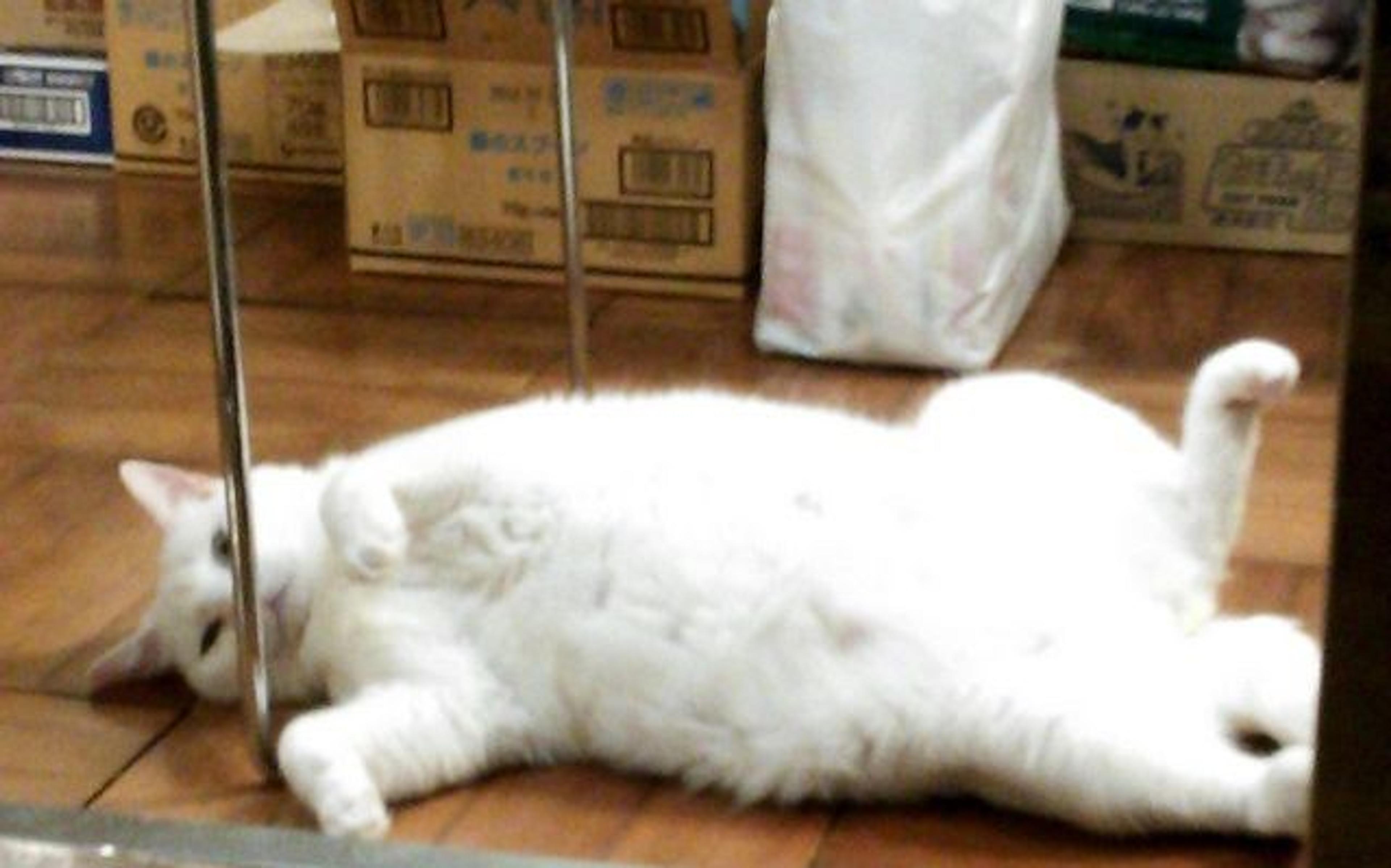 pet-image-2