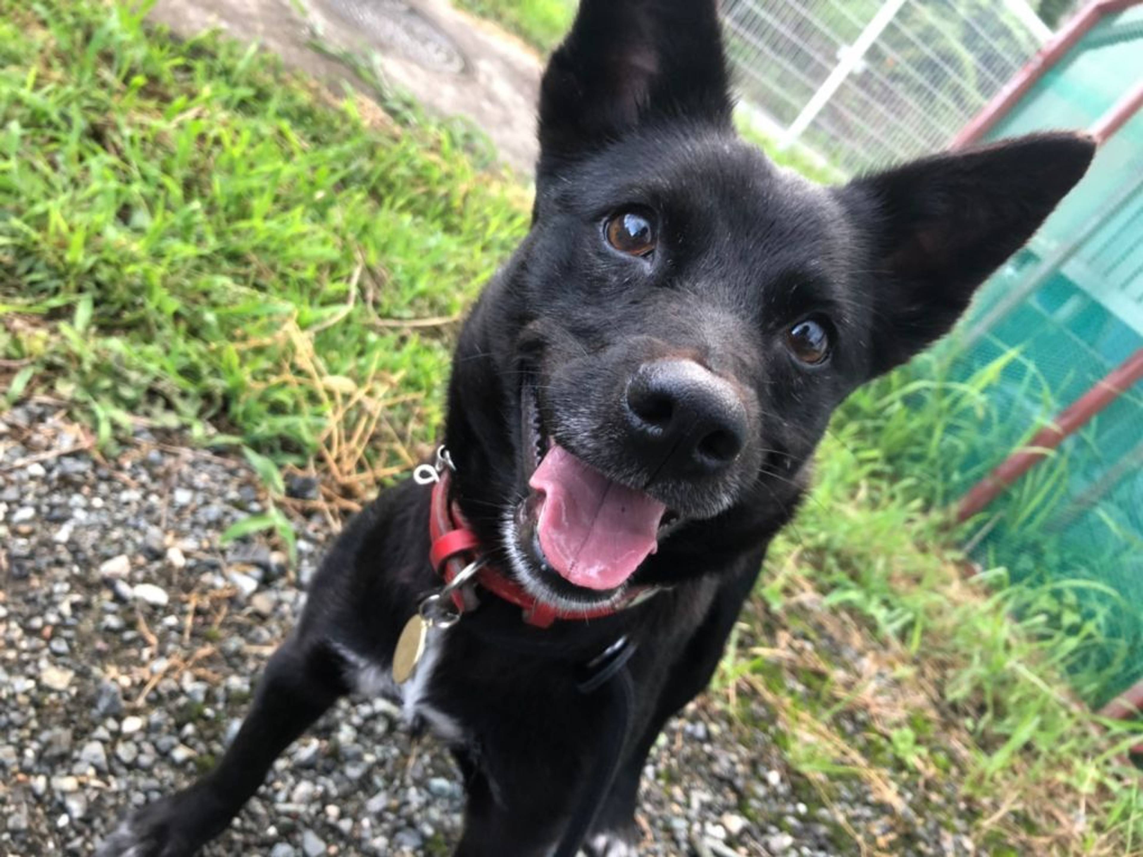 雑種（ミックス犬）・メスの里親募集の写真