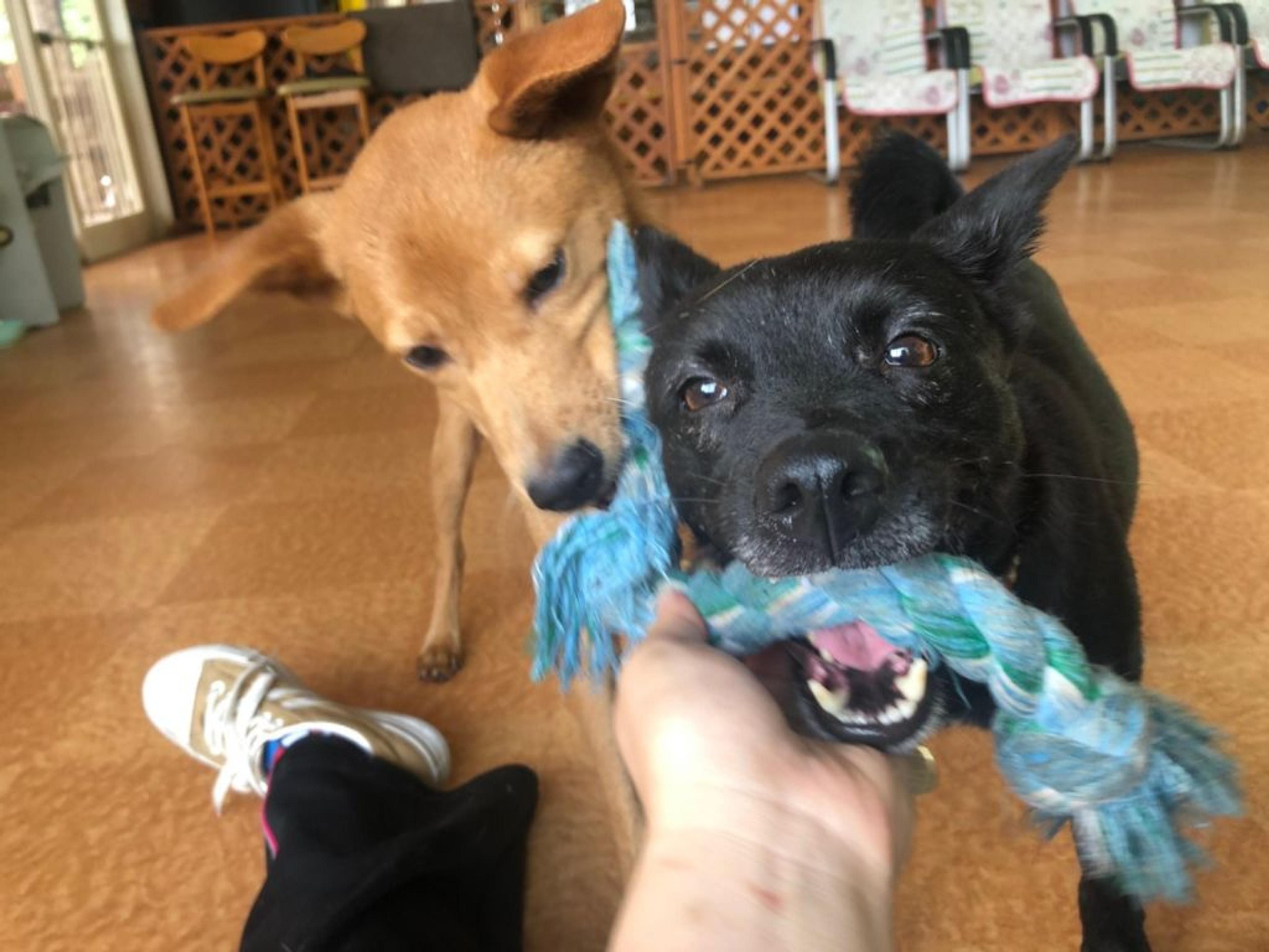 pet-image-5