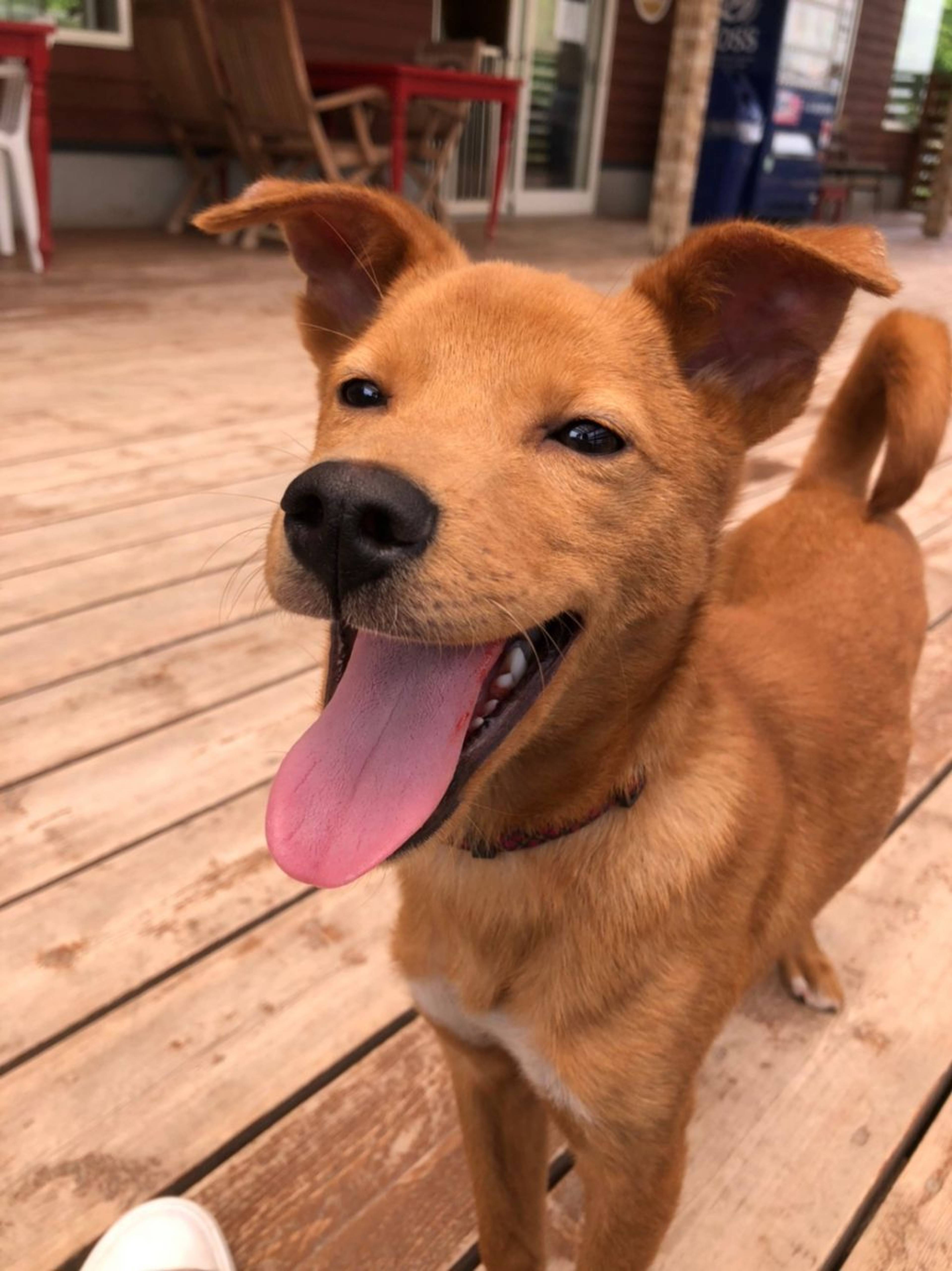 雑種（ミックス犬）・オスの里親募集の写真