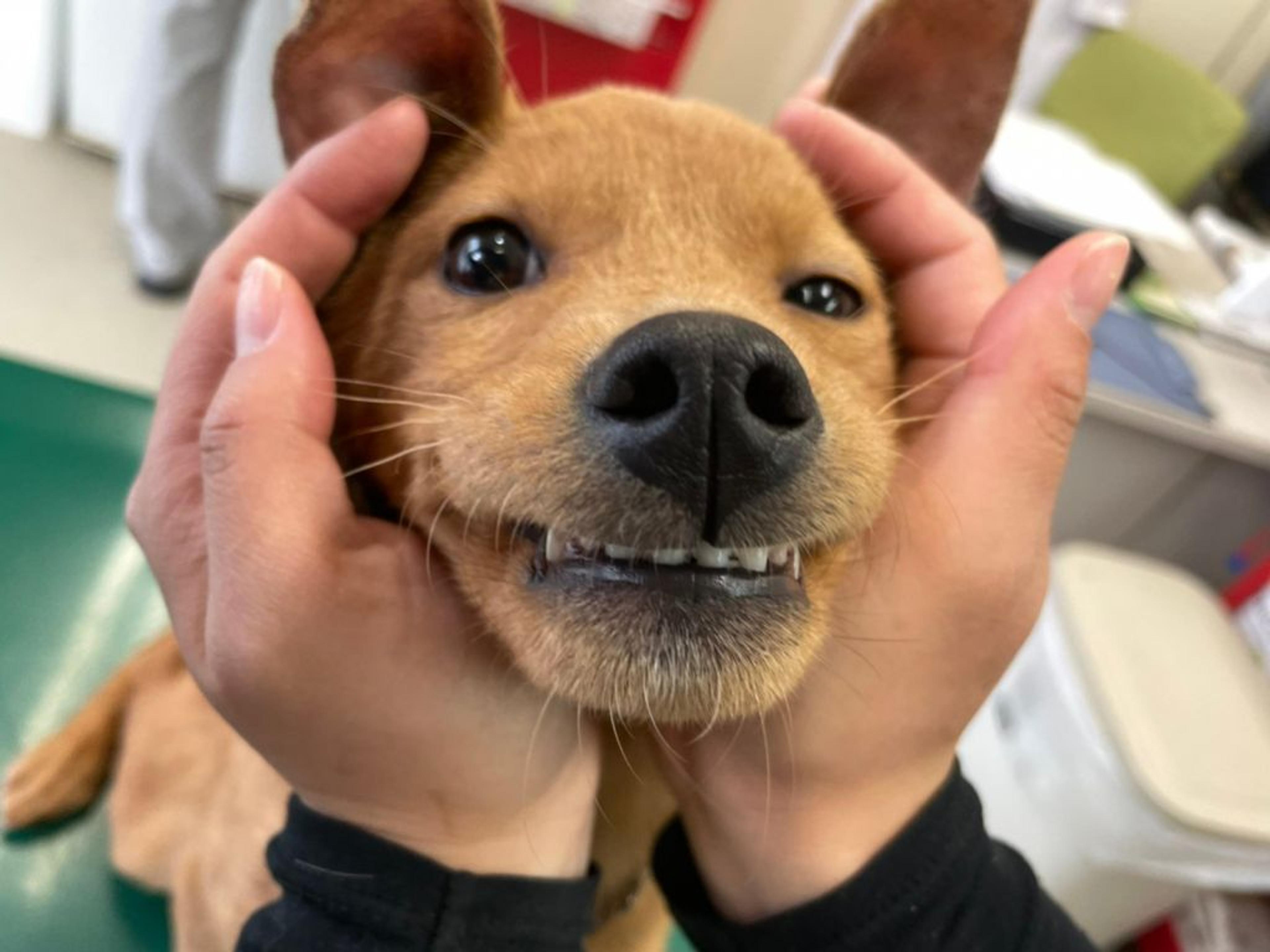 pet-image-2