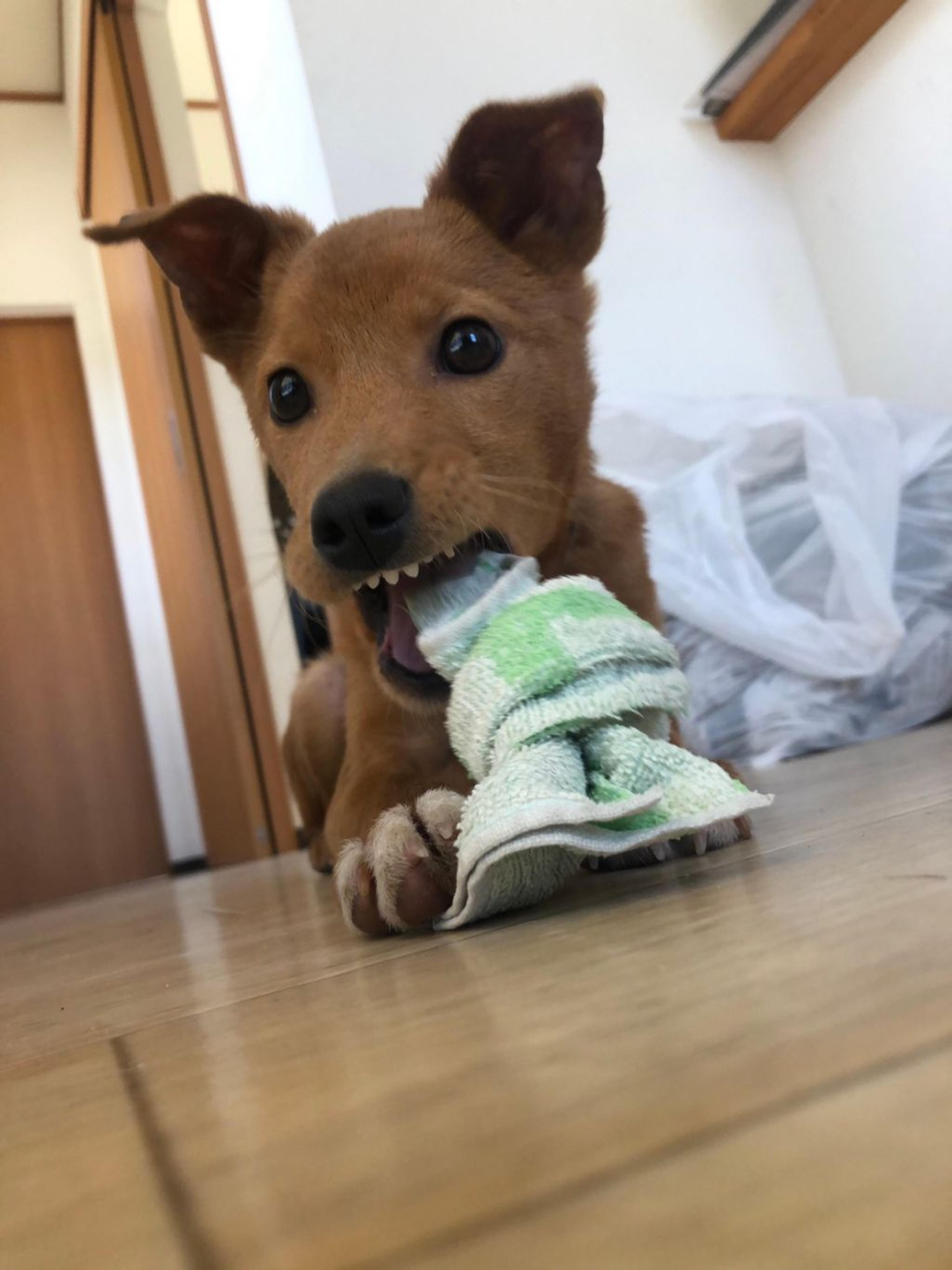 pet-image-3