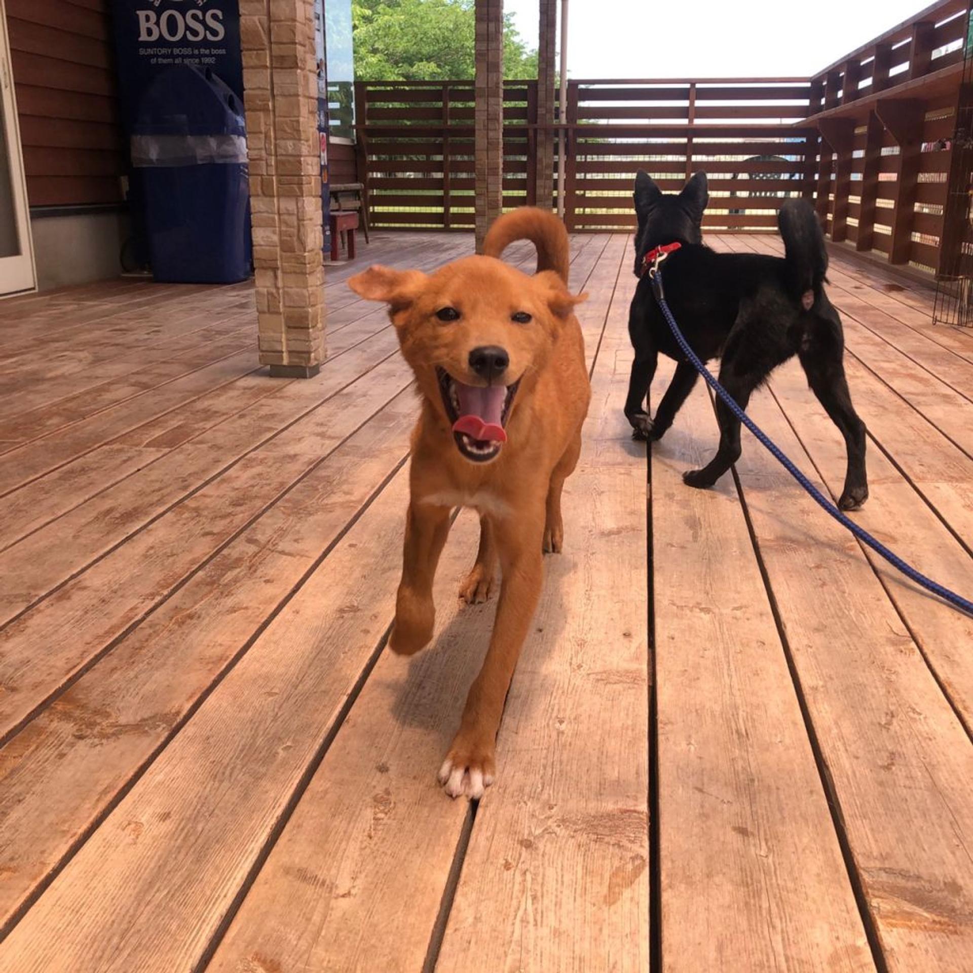pet-image-4