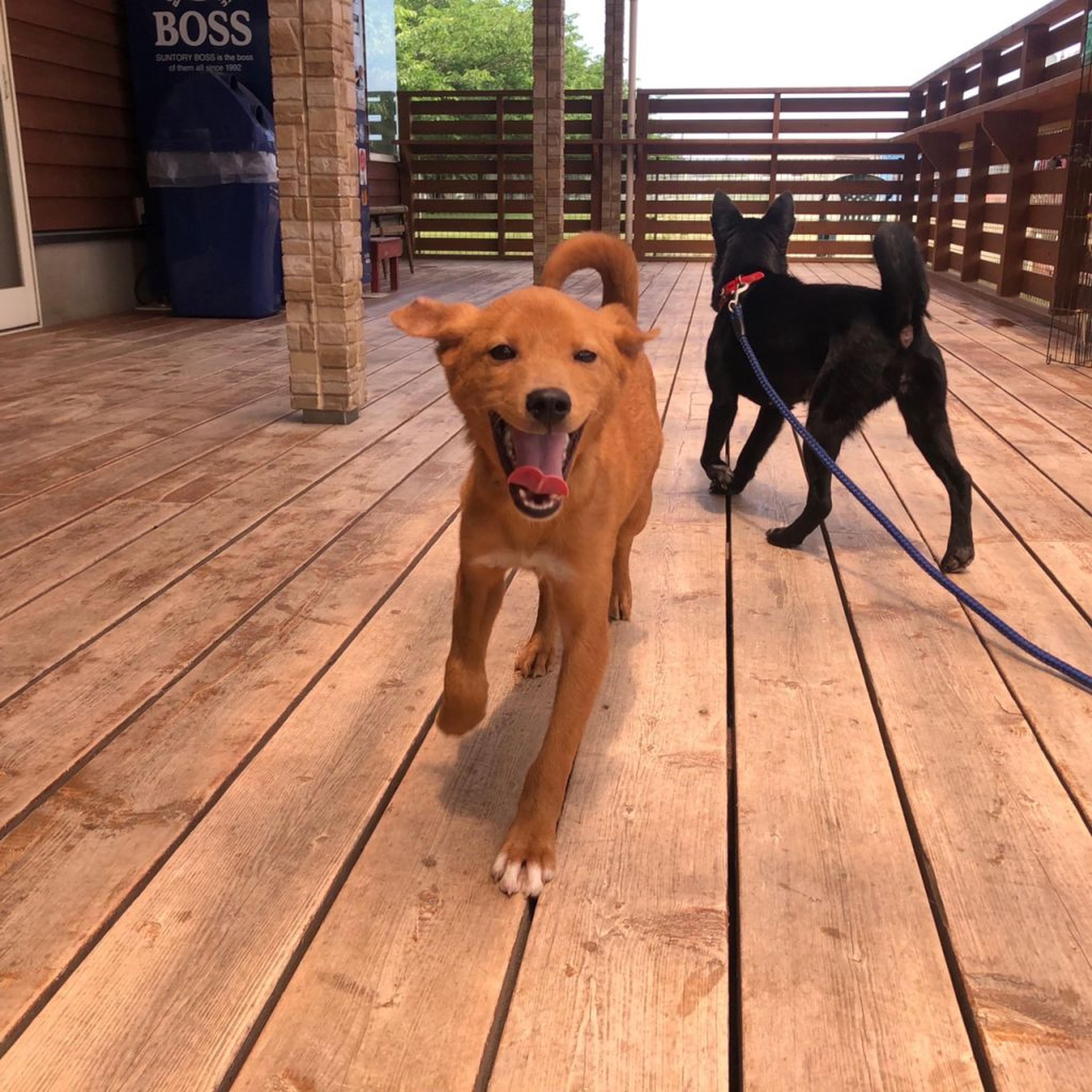 pet-image-4