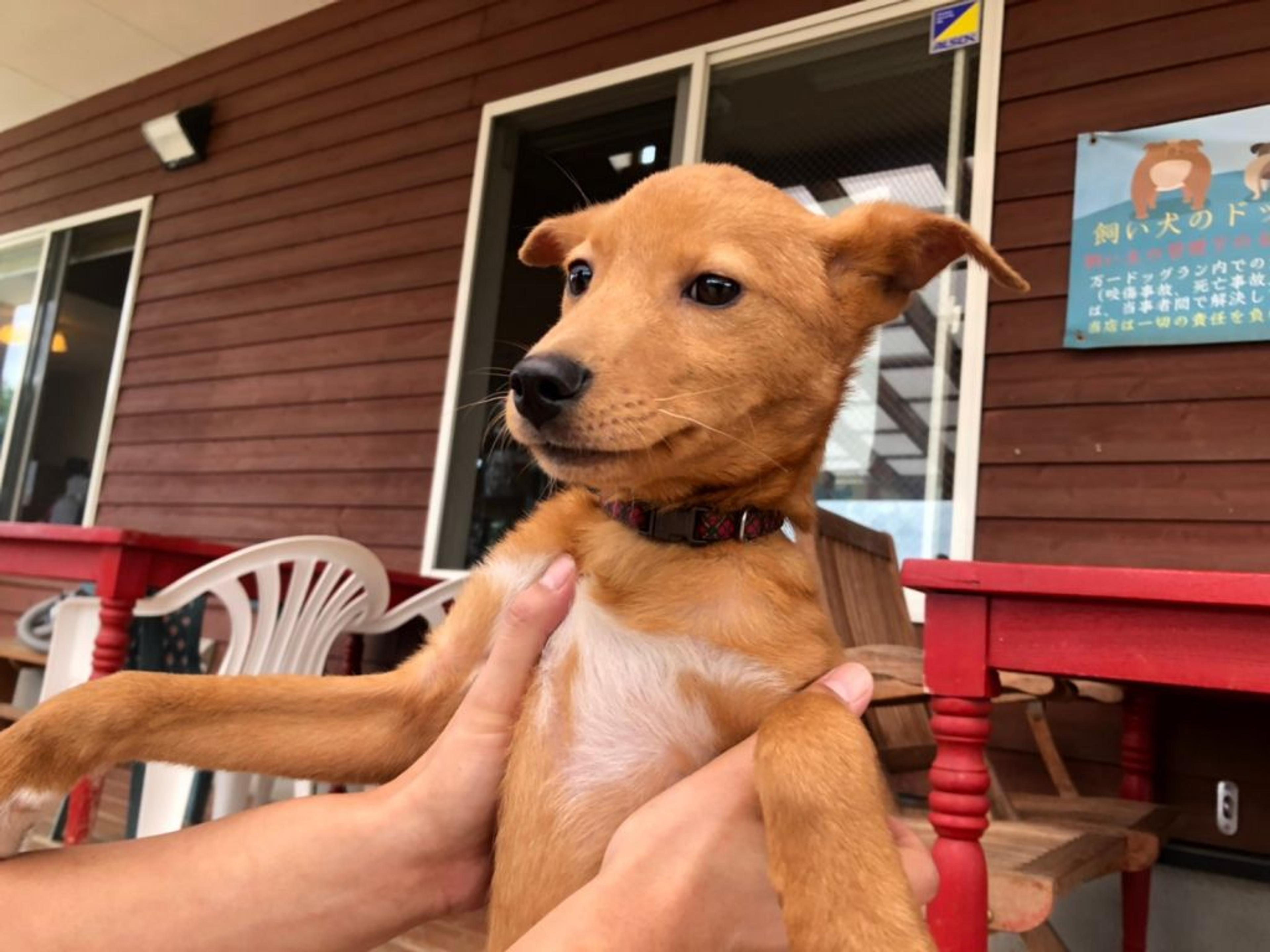 pet-image-6