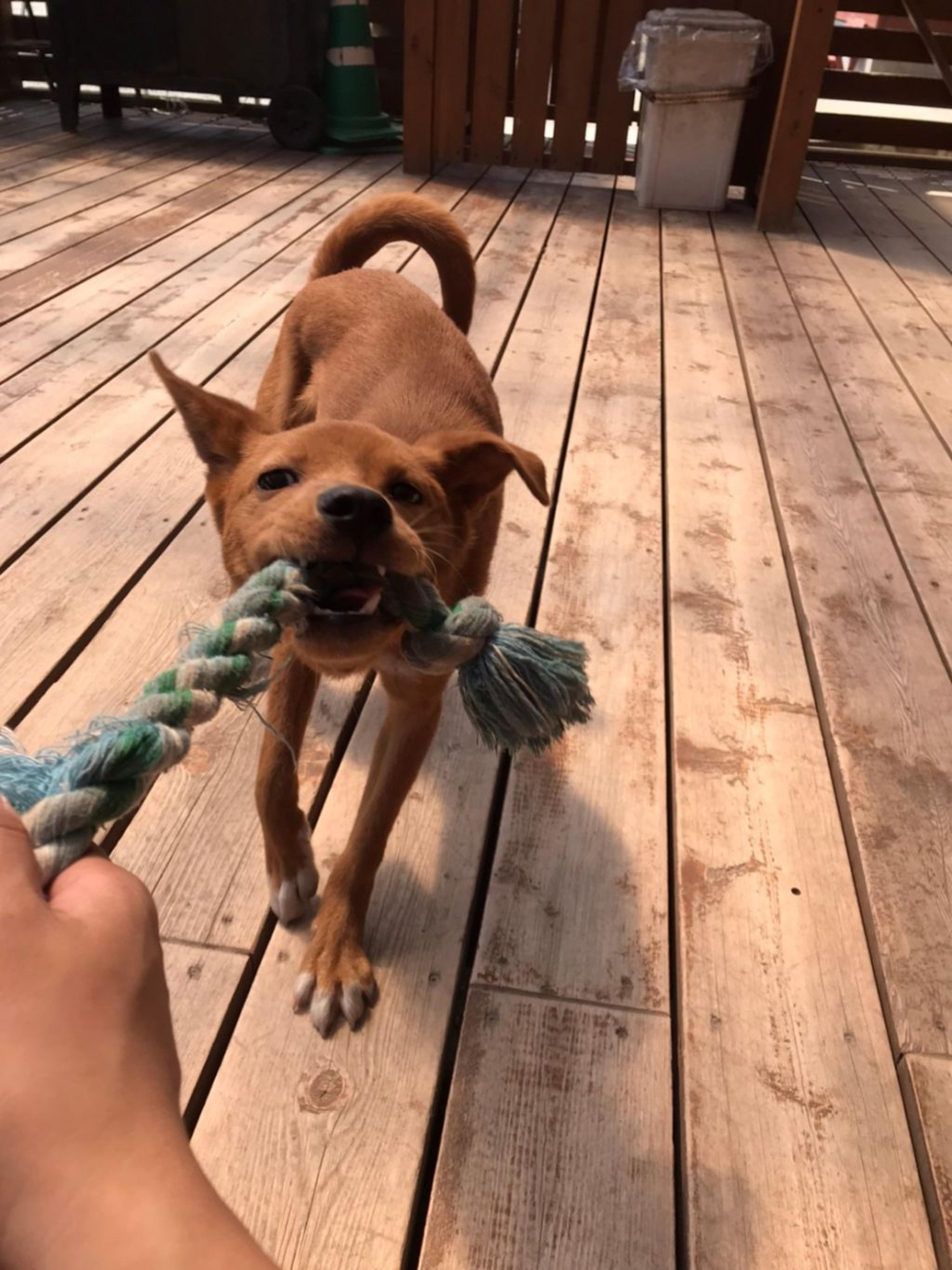 pet-image-7