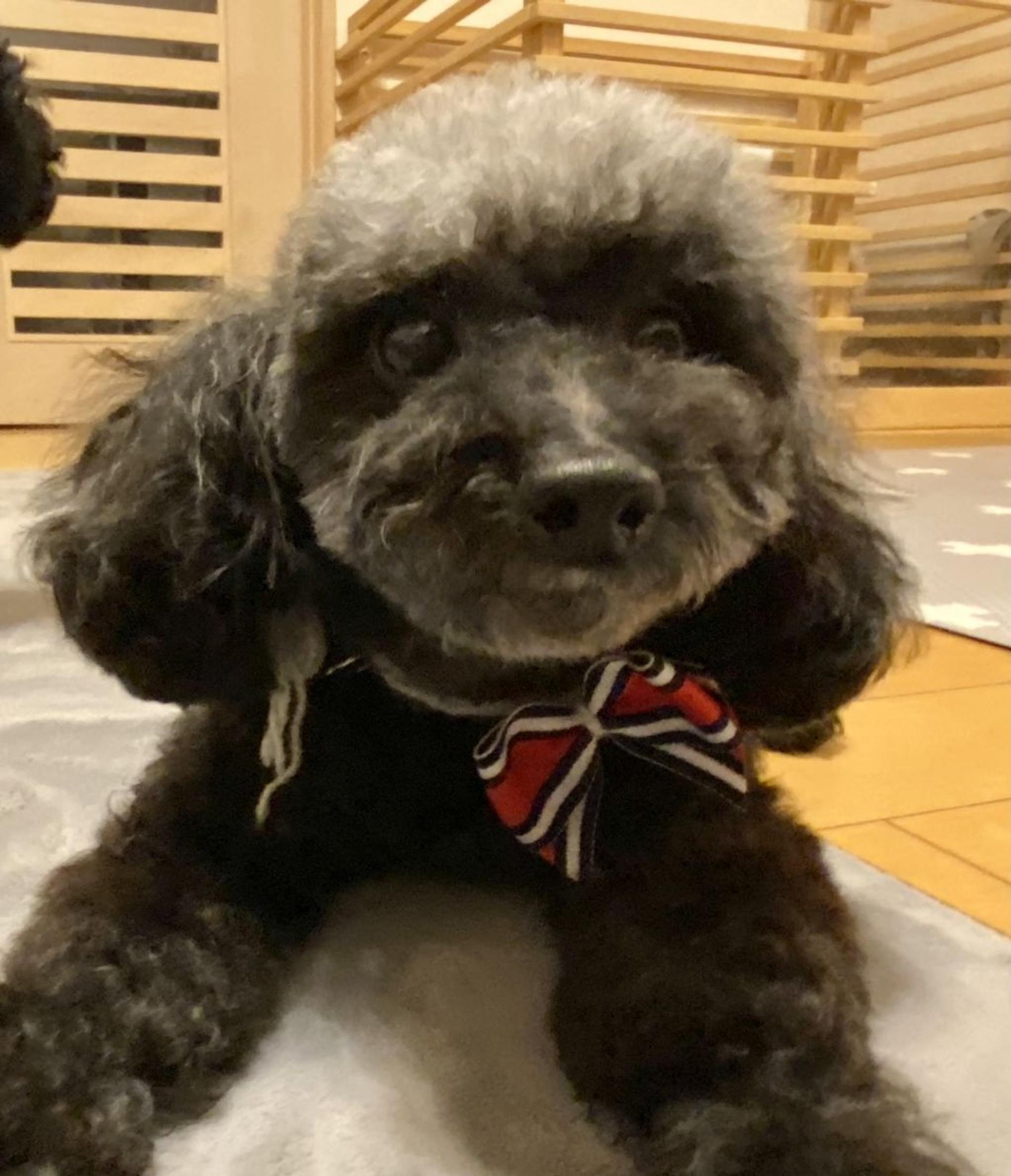 pet-image-5
