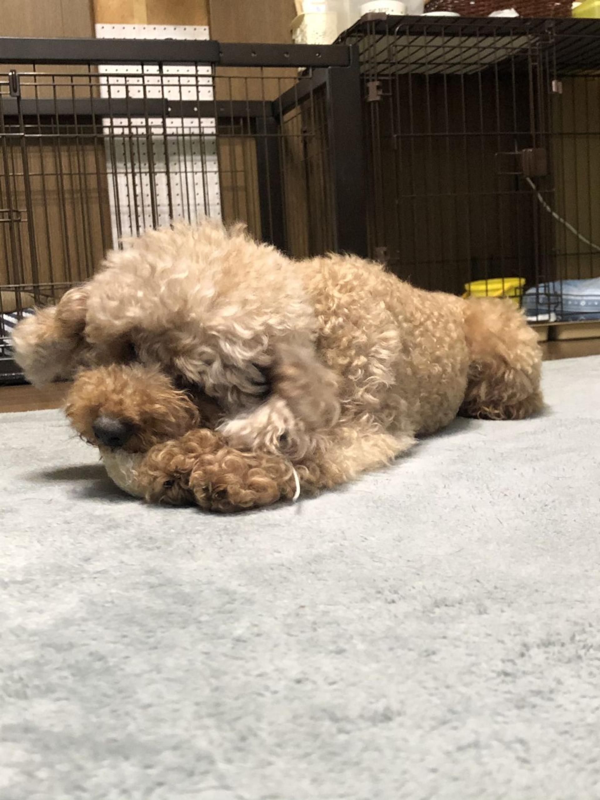 pet-image-3