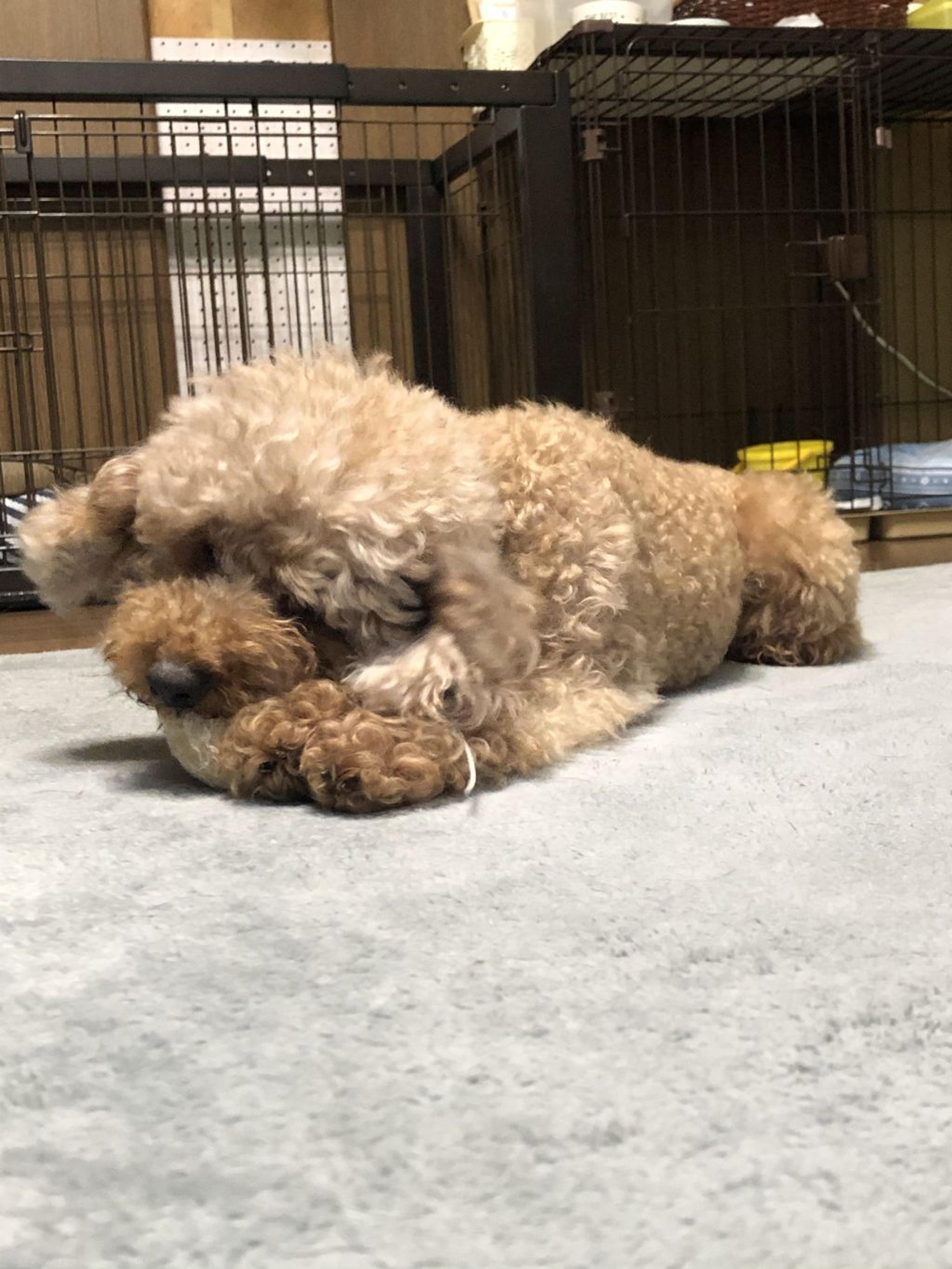 pet-image-3