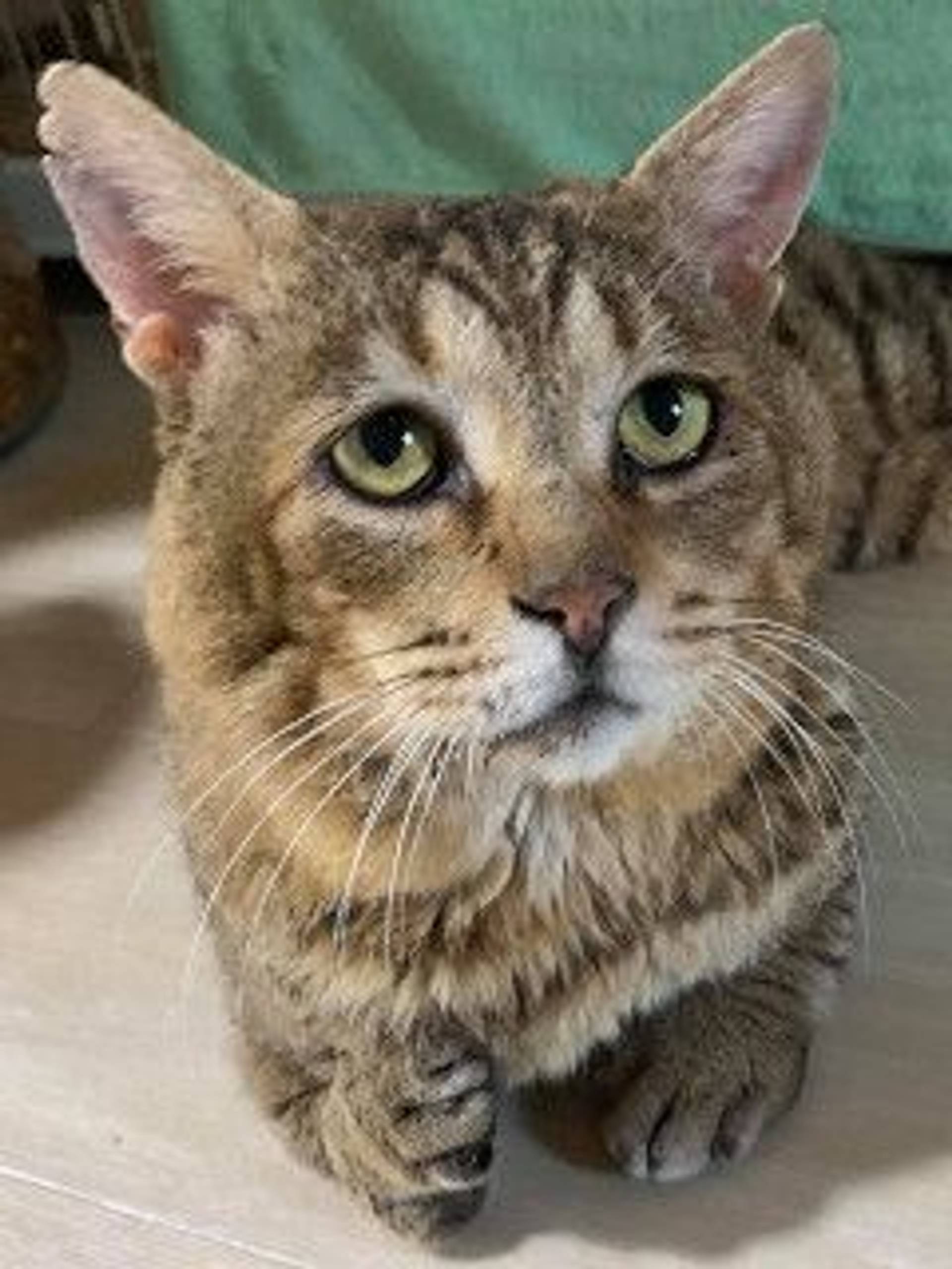 雑種（ミックス猫）・オスの里親募集の写真
