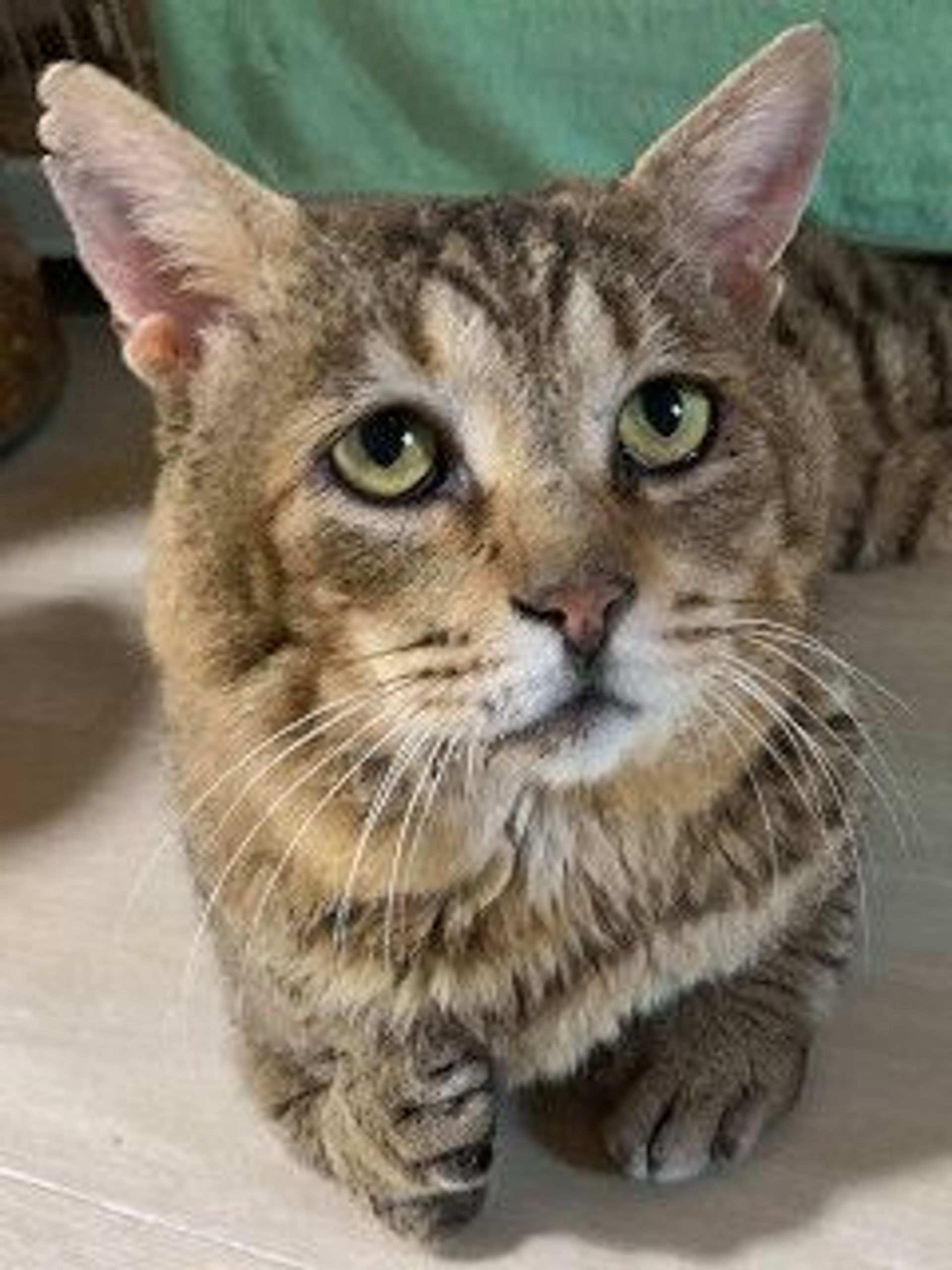 雑種（ミックス猫）・オスの里親募集の写真
