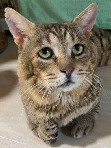 大聖（たいせい）