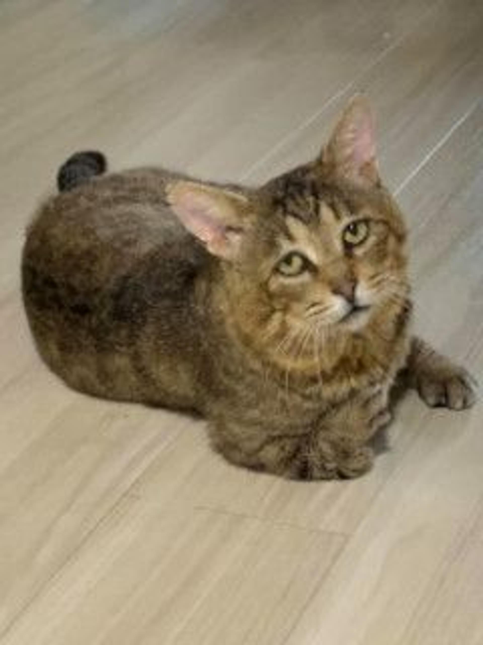 pet-image-3