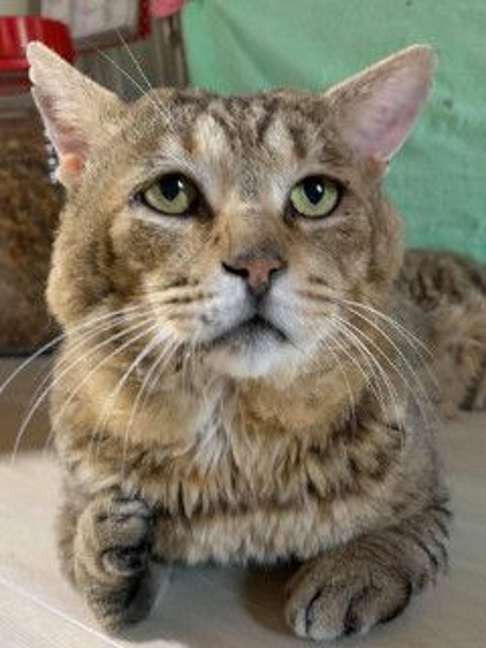 pet-image-5